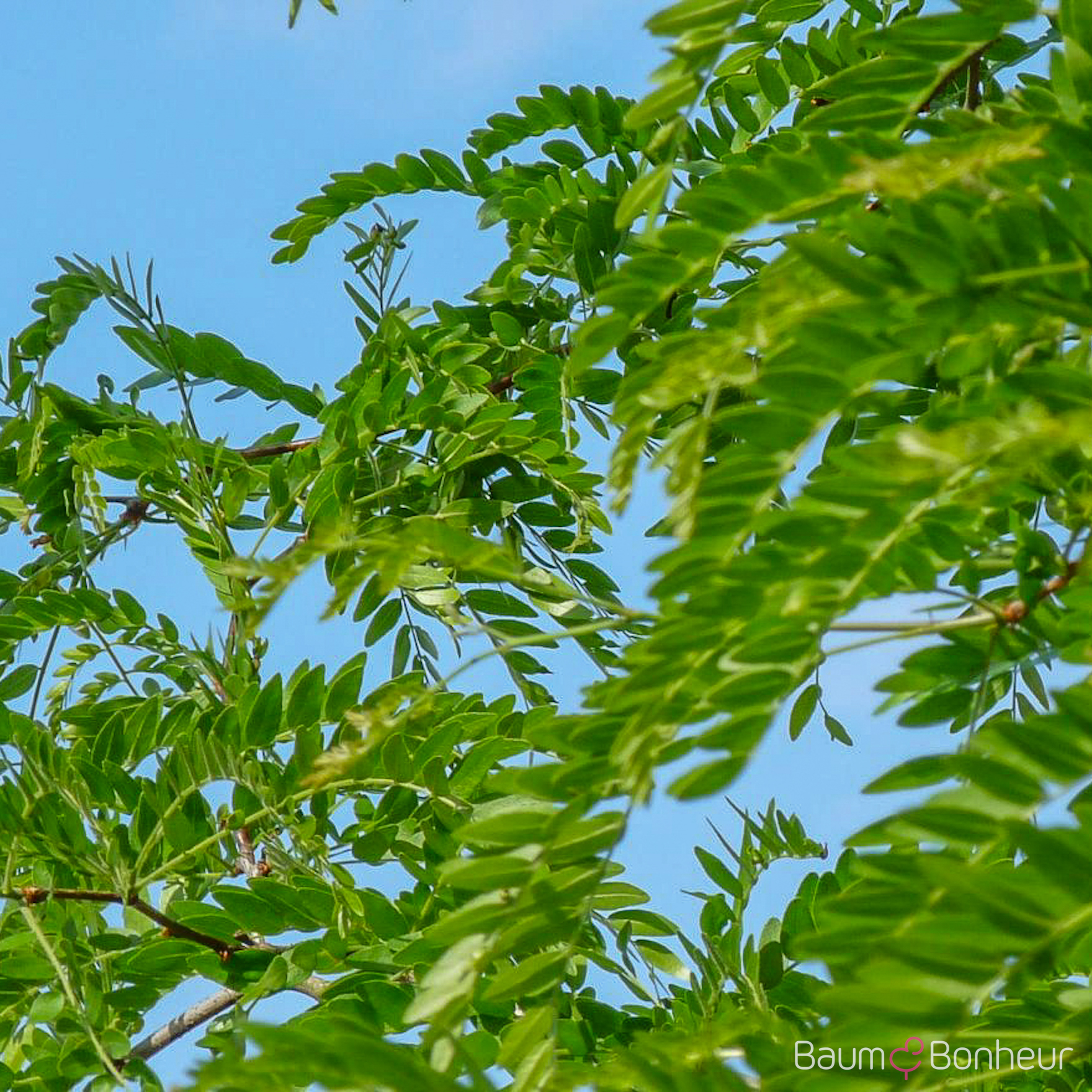 Gleditsia triacanthos 'Draves'