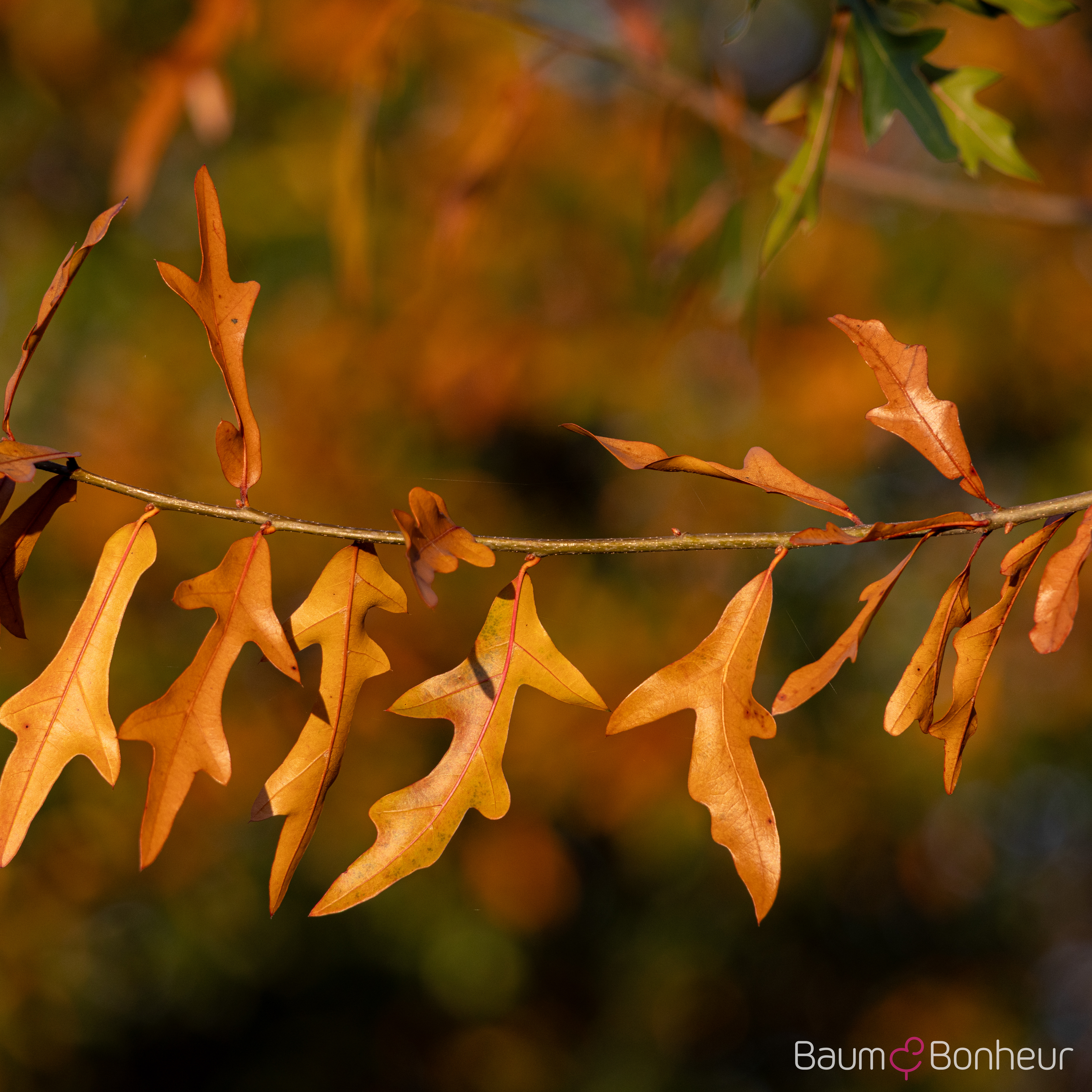 Quercus nigra