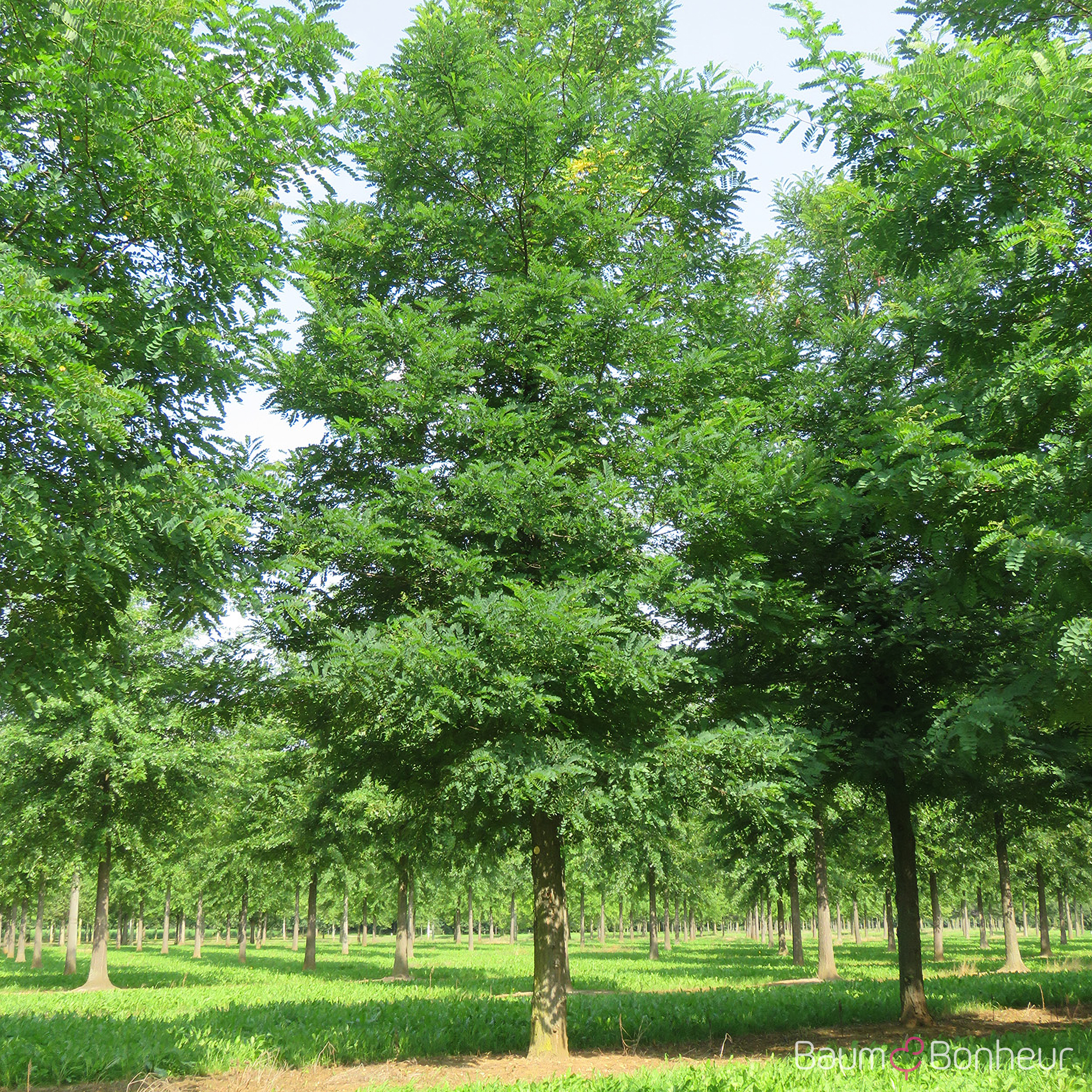 Robinia pseudoacacia 'Bessoniana'