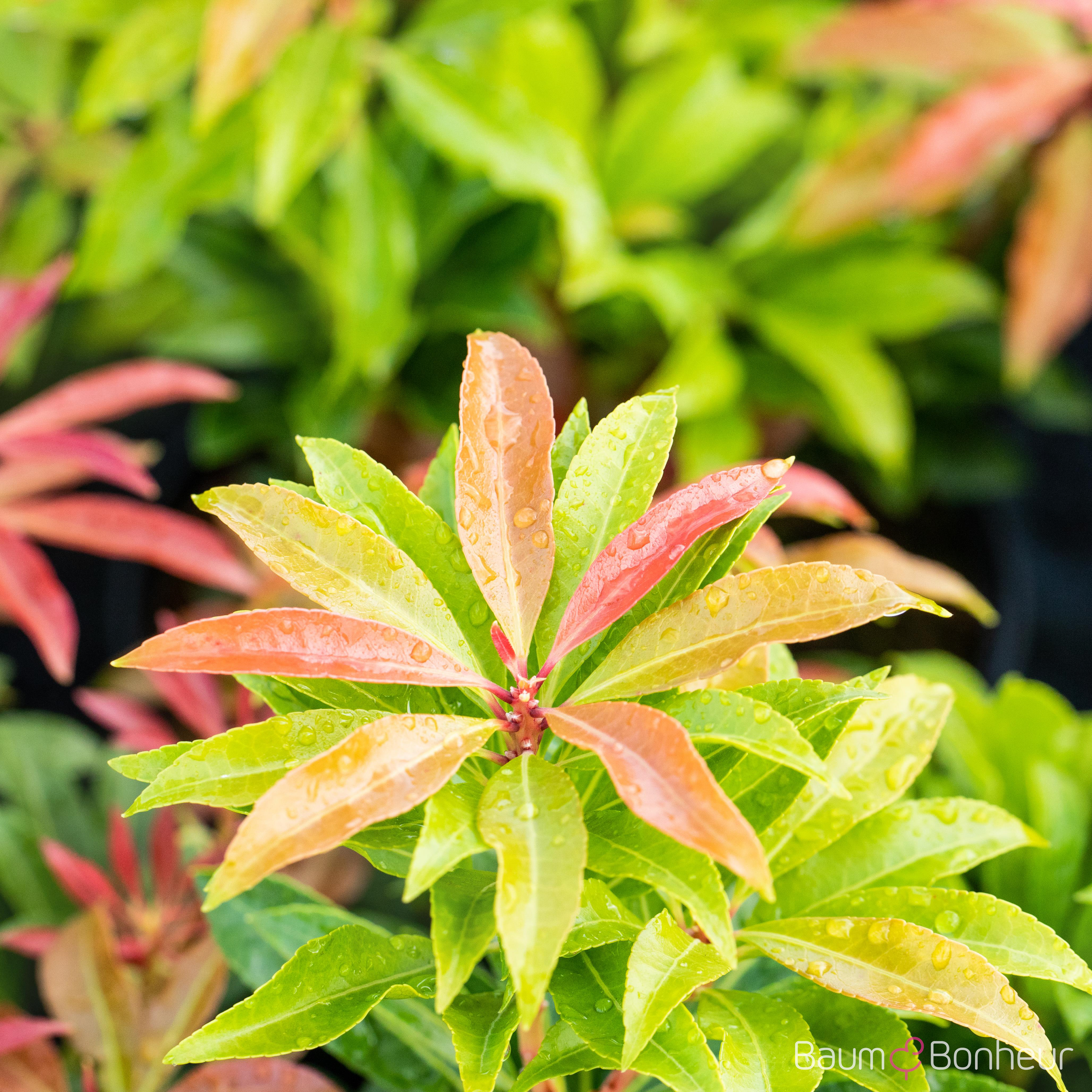 Pieris japonica 'Mountain Fire'