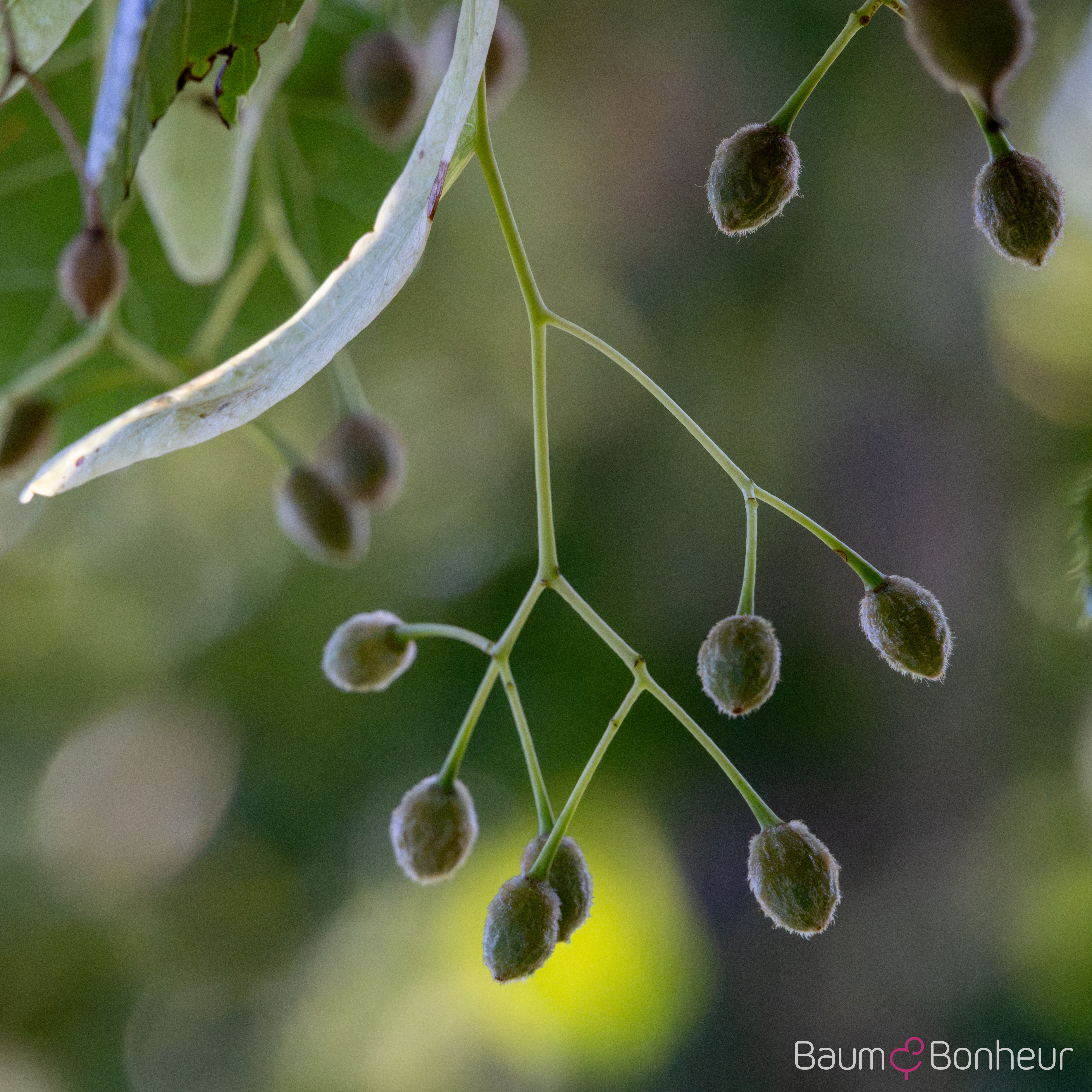 Tilia euchlora