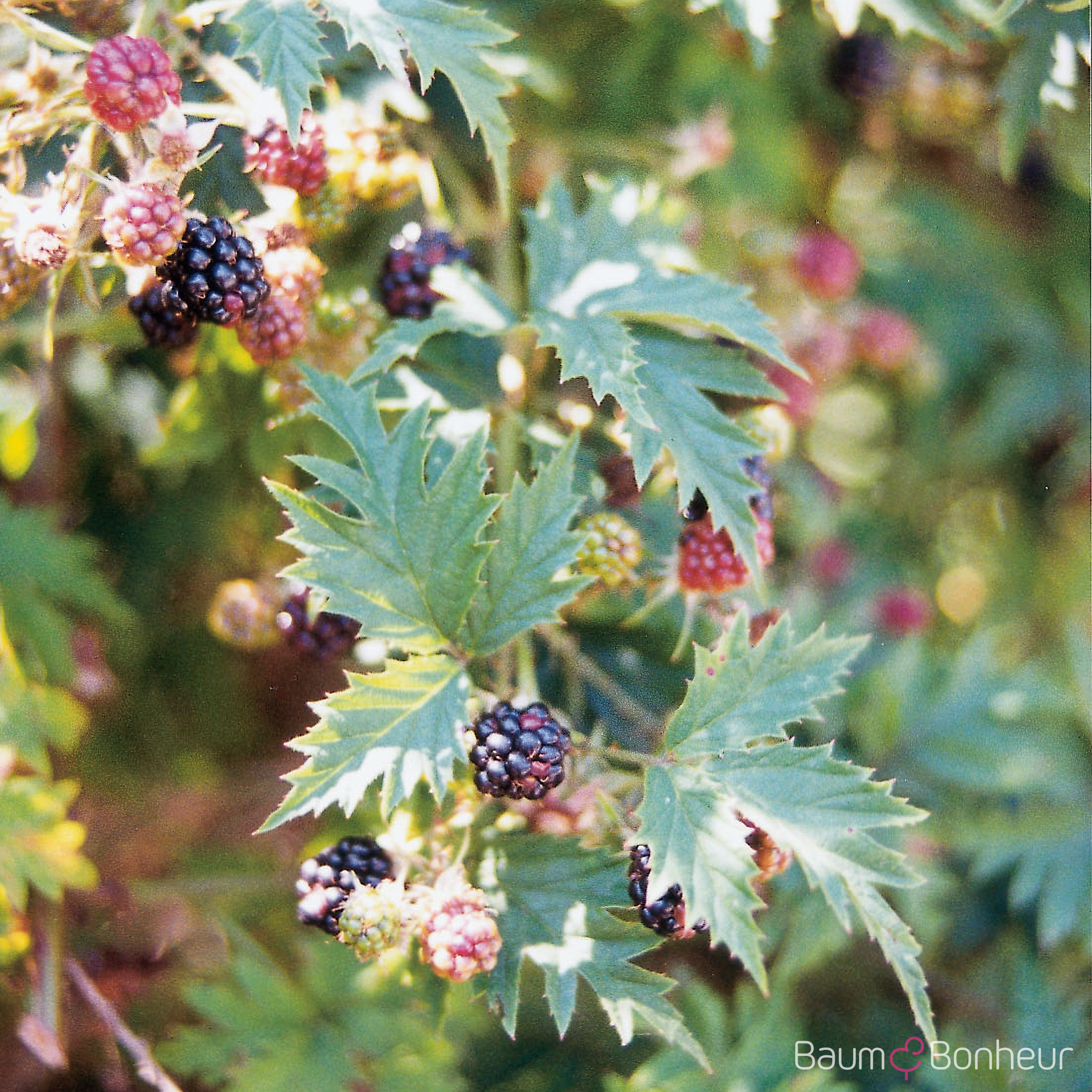 Rubus fruticosus 'Thornless Evergreen'