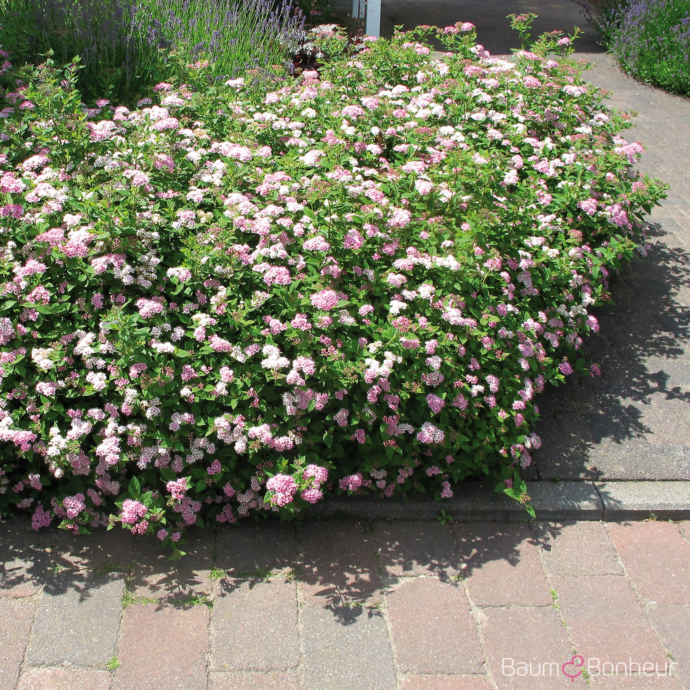 Spiraea japonica 'Little Princess'