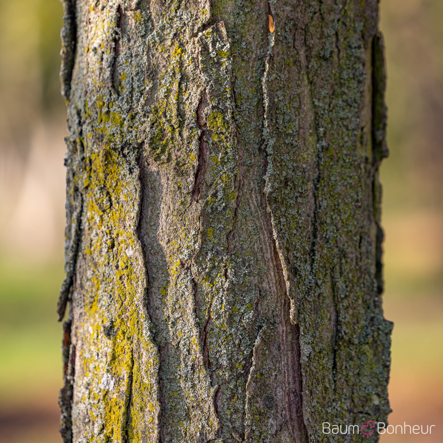 Gleditsia triacanthos f. inermis