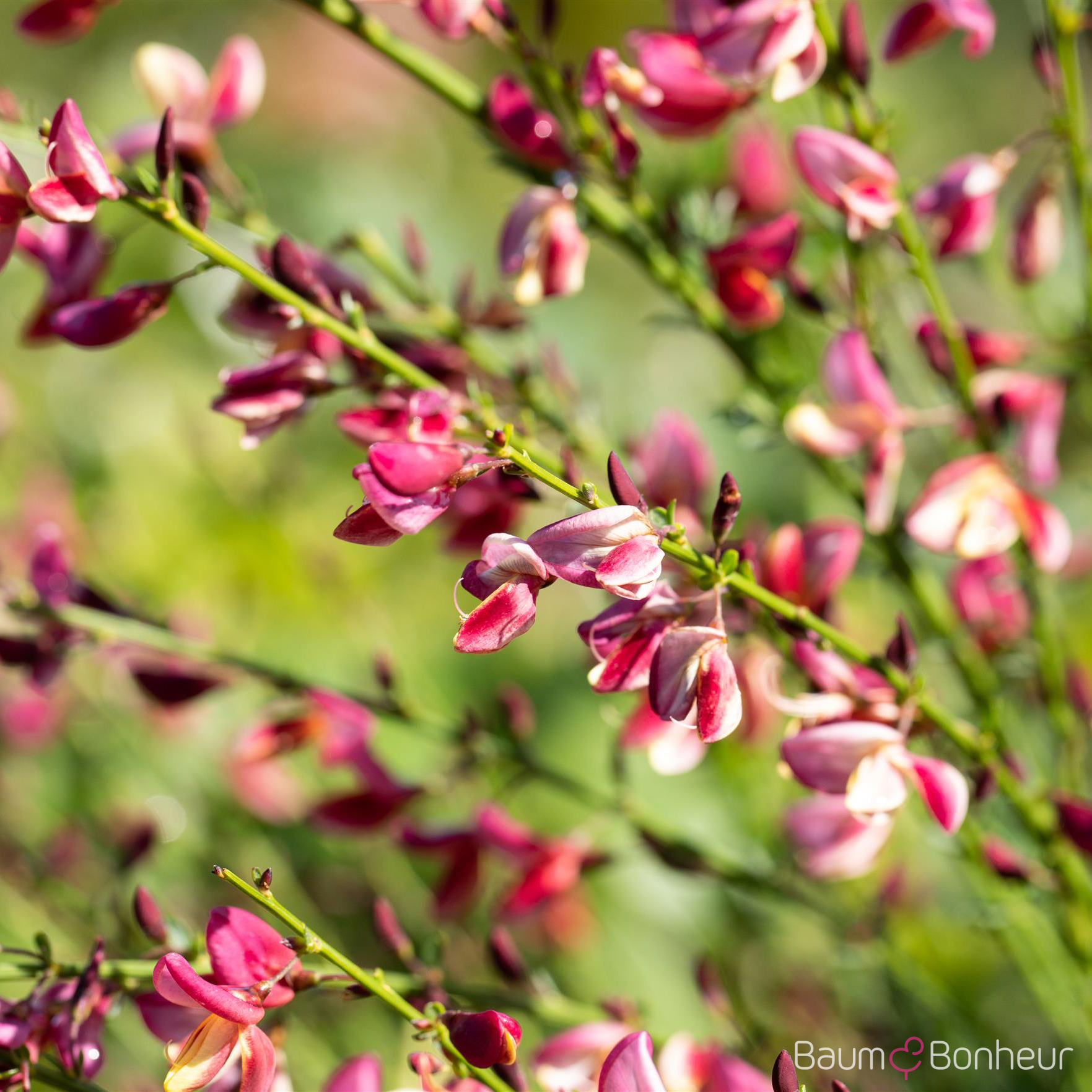 Cytisus praecox 'Hollandia'