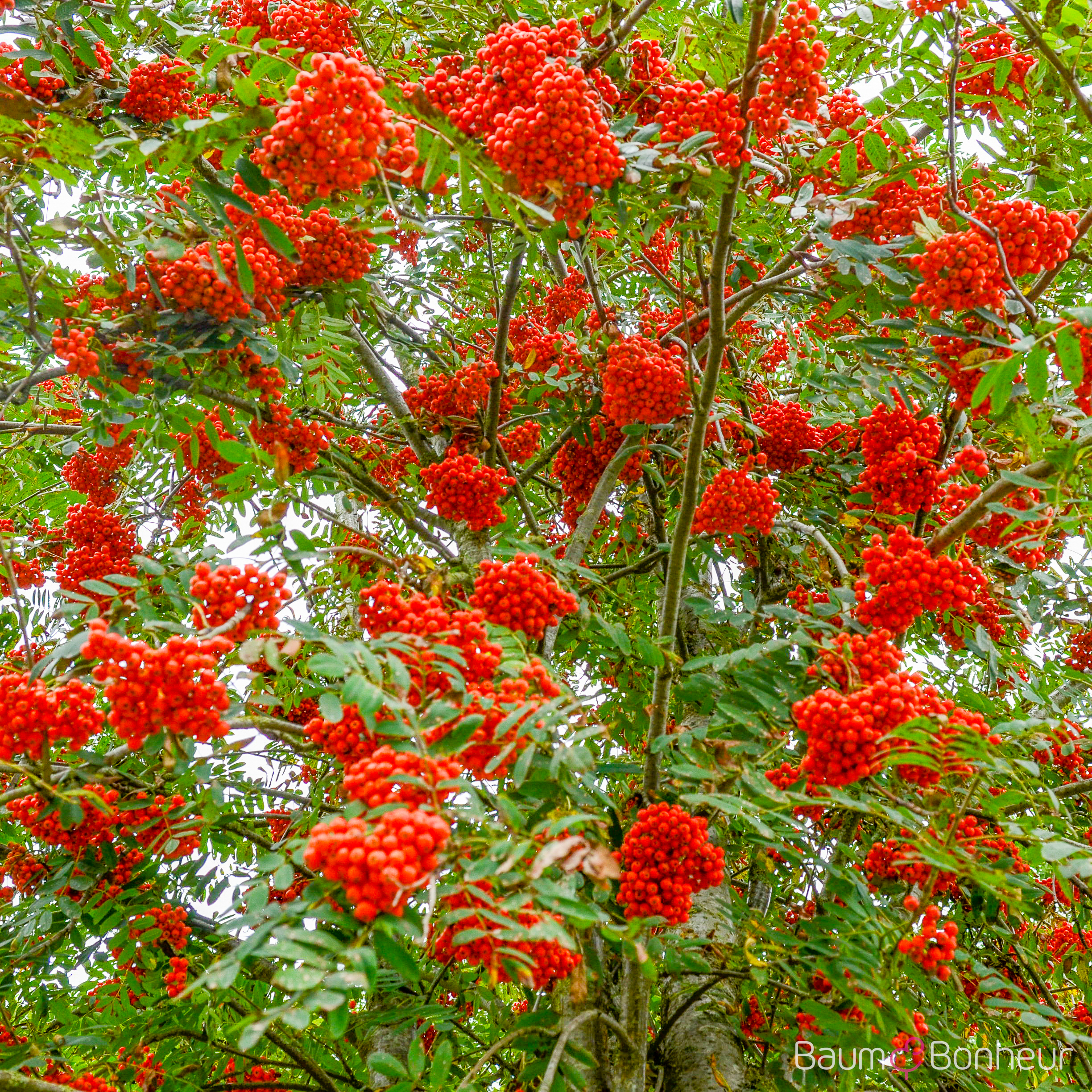 Sorbus aucuparia 'Fastigiata'