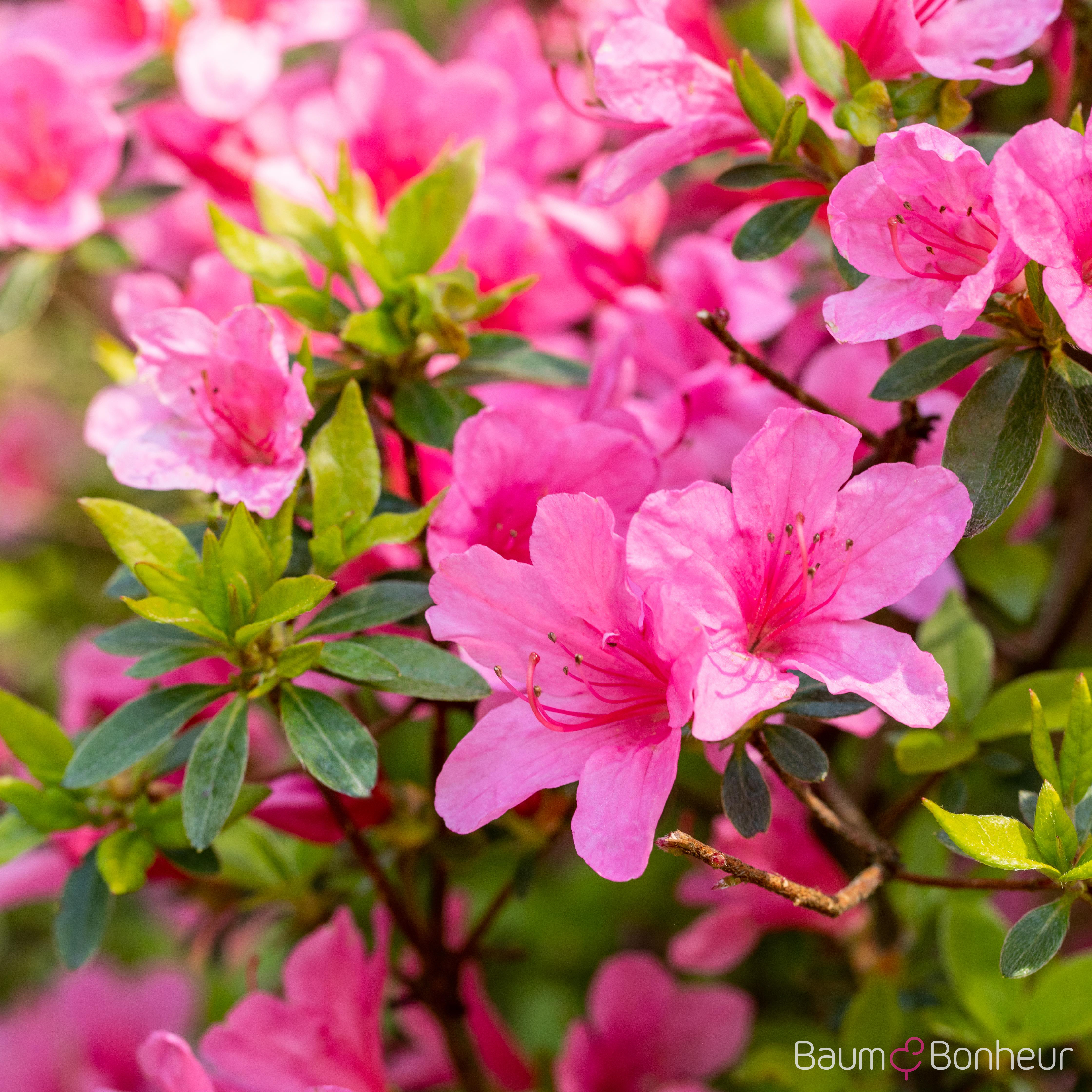 Rhododendron obtusum 'Madame Albert van Hecke'