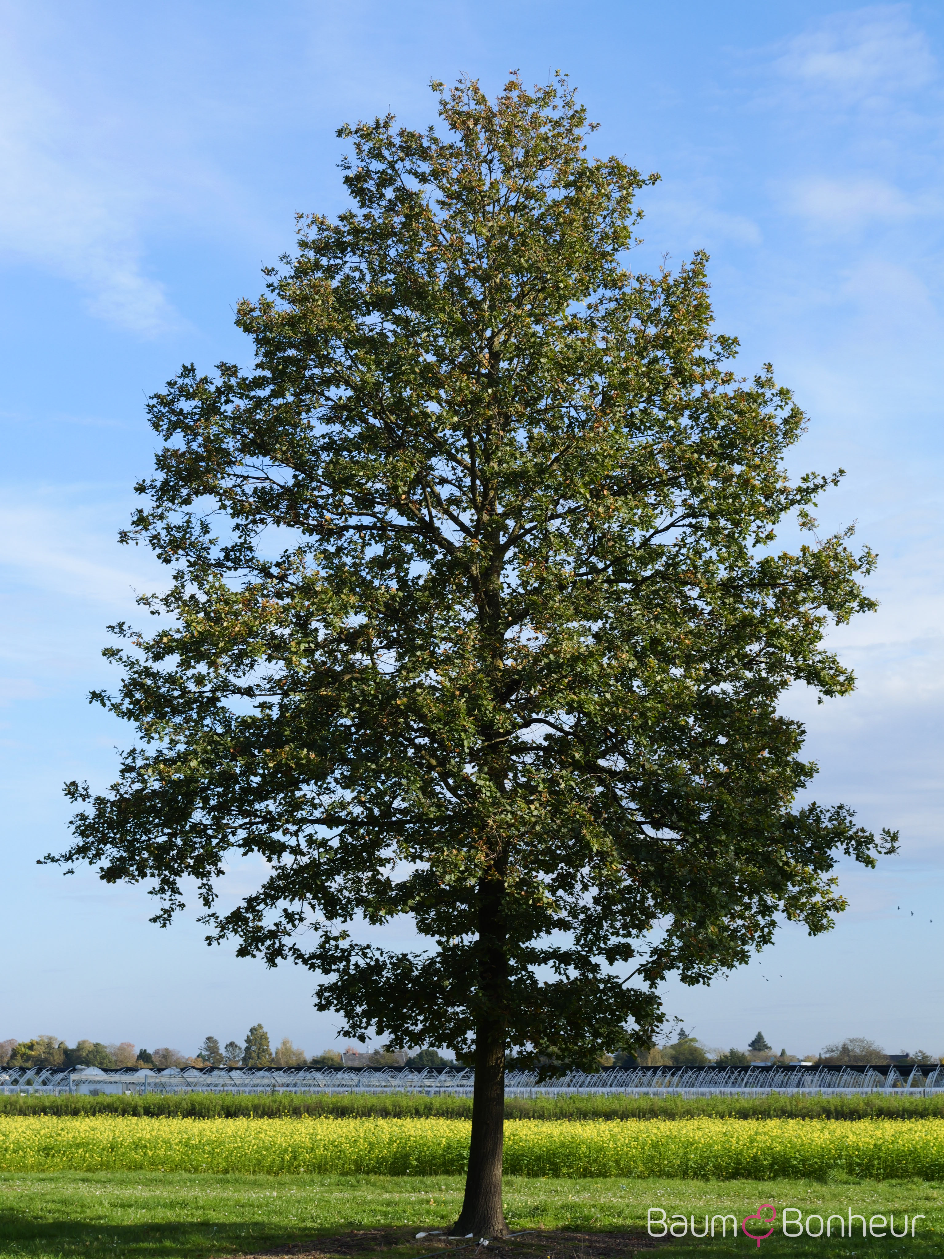 Quercus robur