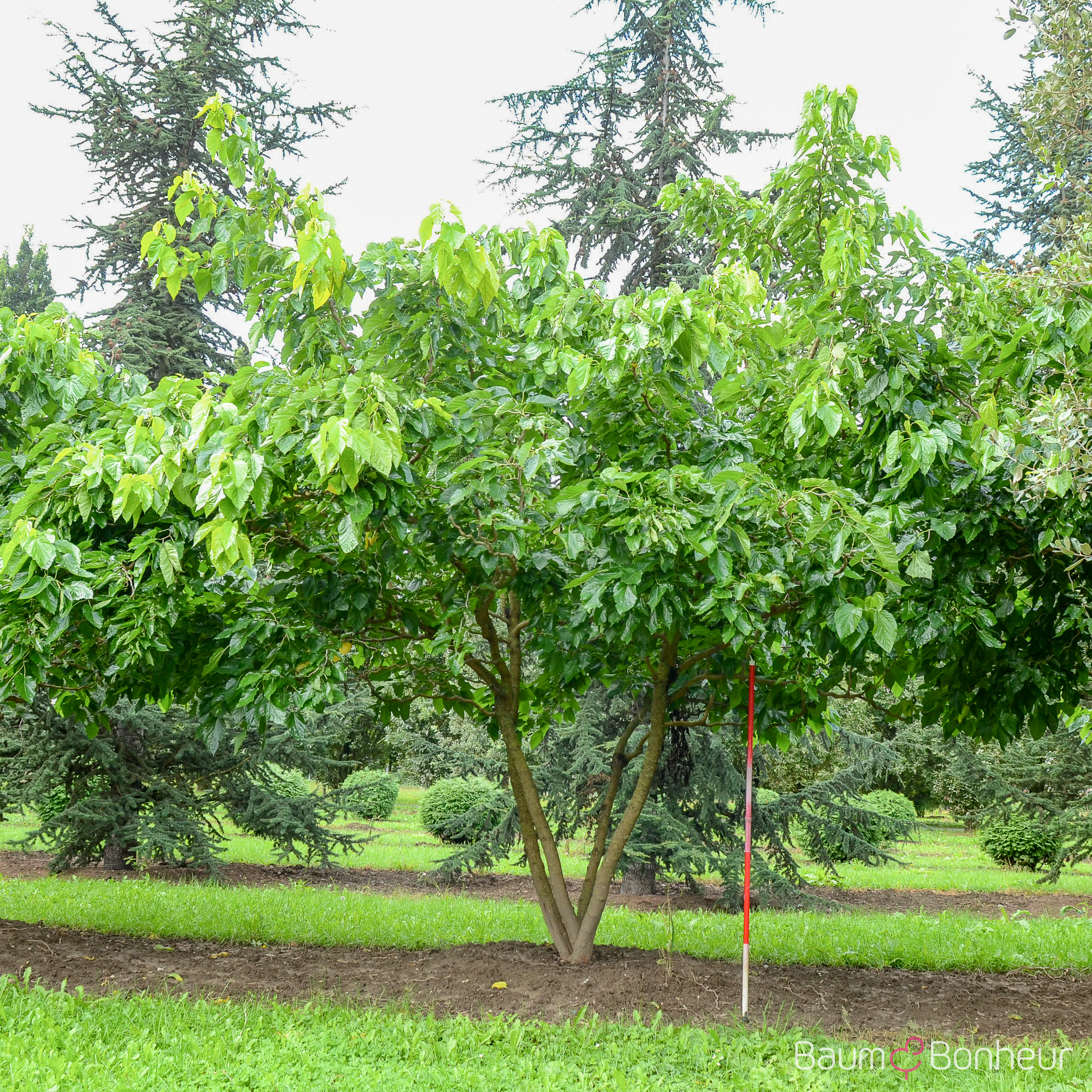 Morus alba 'Tortuosa'