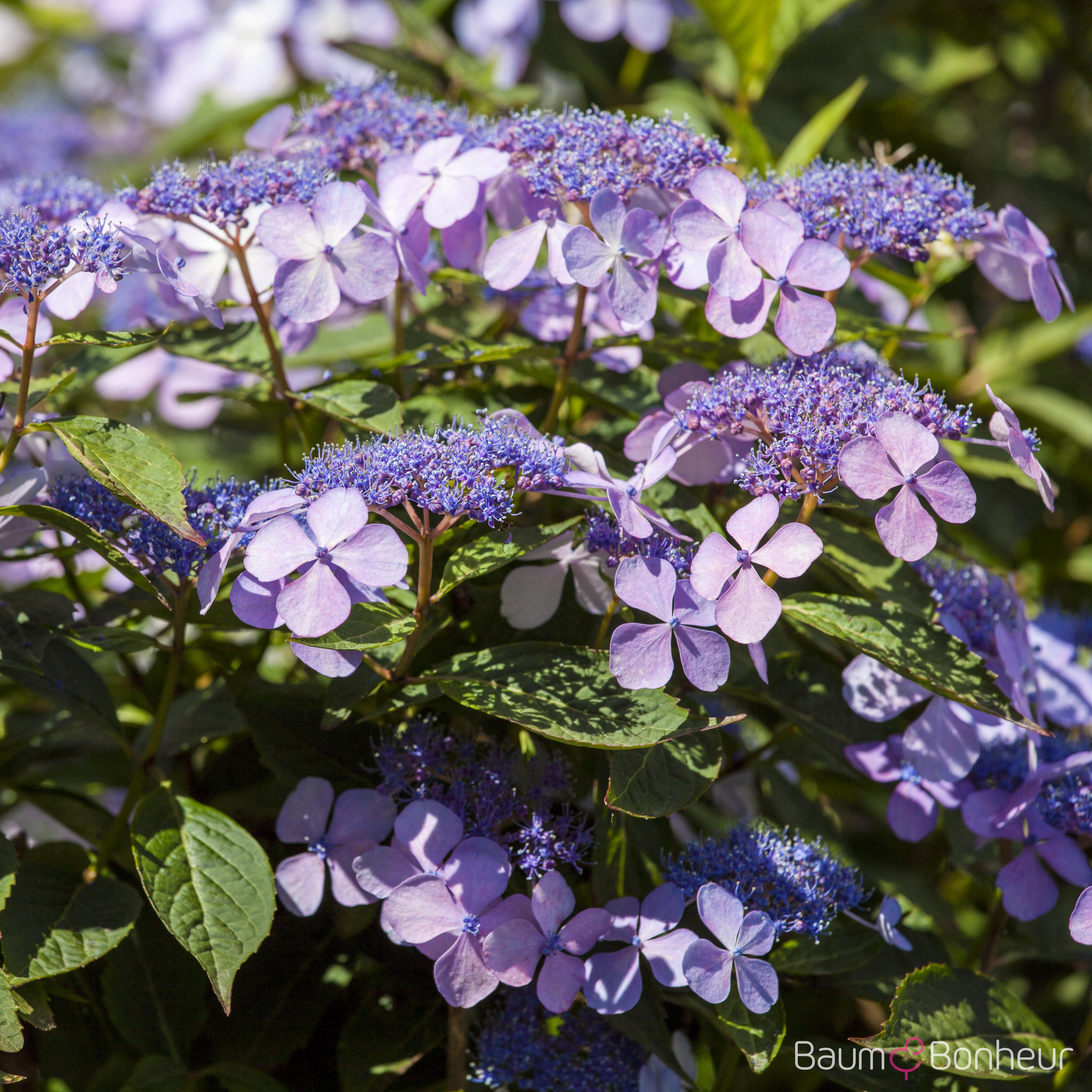 Hydrangea macrophylla 'Bodensee'