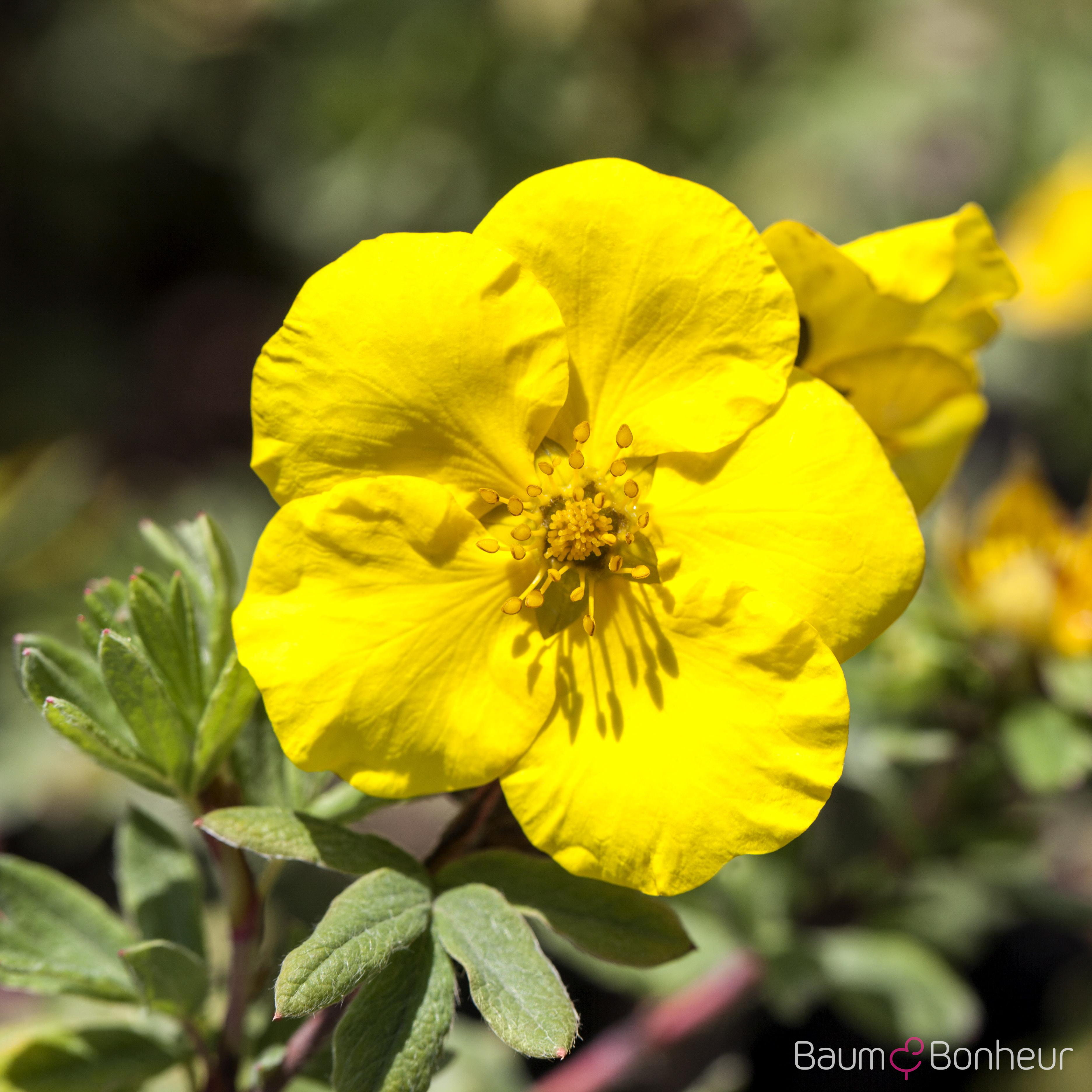Potentilla fruticosa 'Sommerflor'