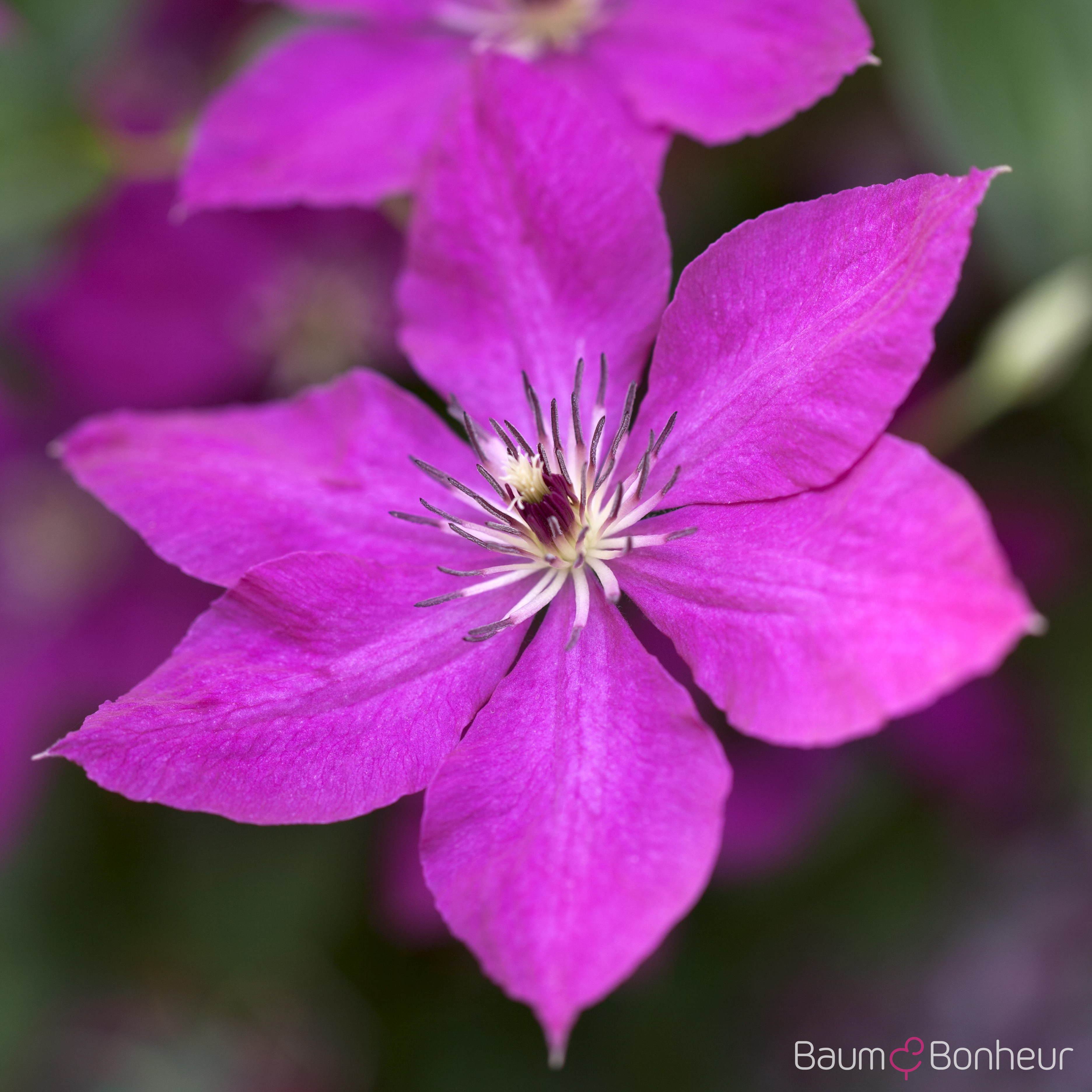 Clematis viticella