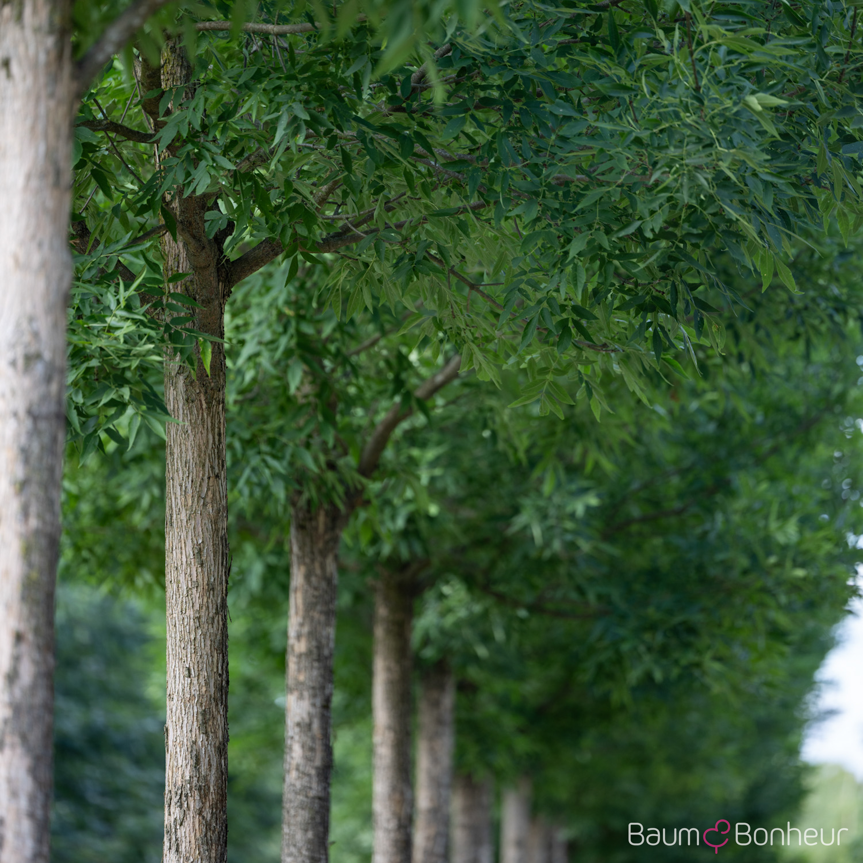 Fraxinus pennsylvanica 'Summit'