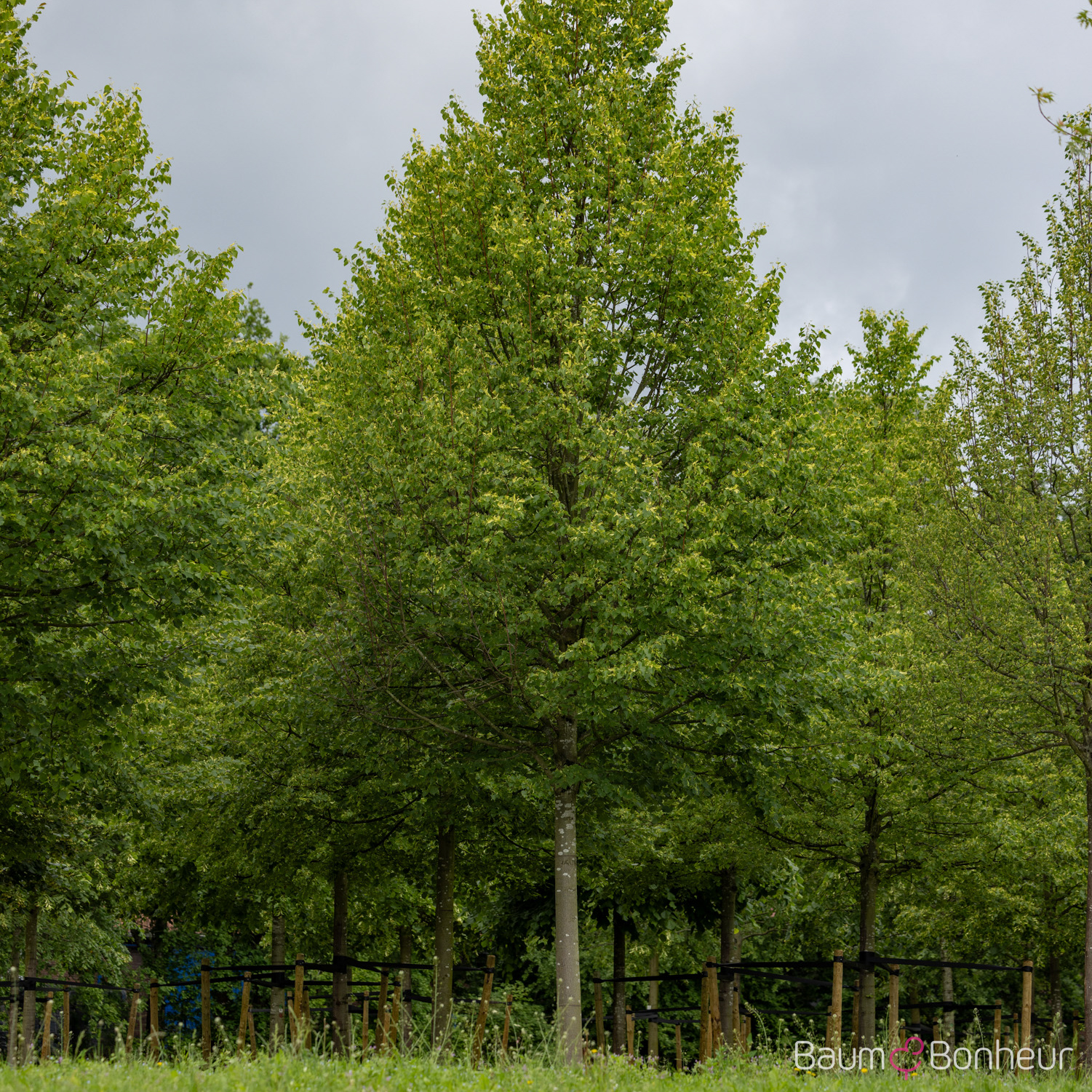 Tilia cordata 'Roelvo'
