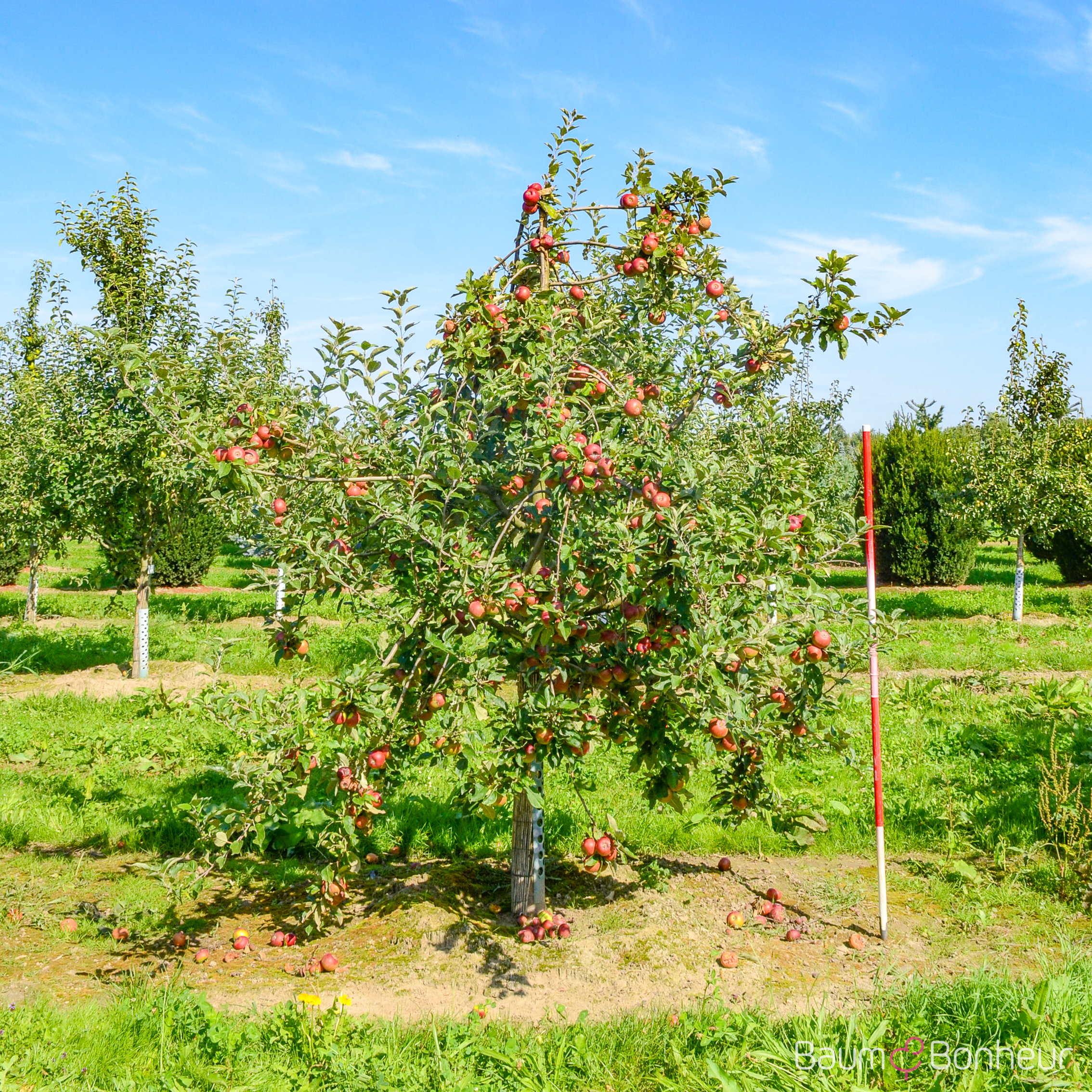 Malus 'Ingrid Marie'