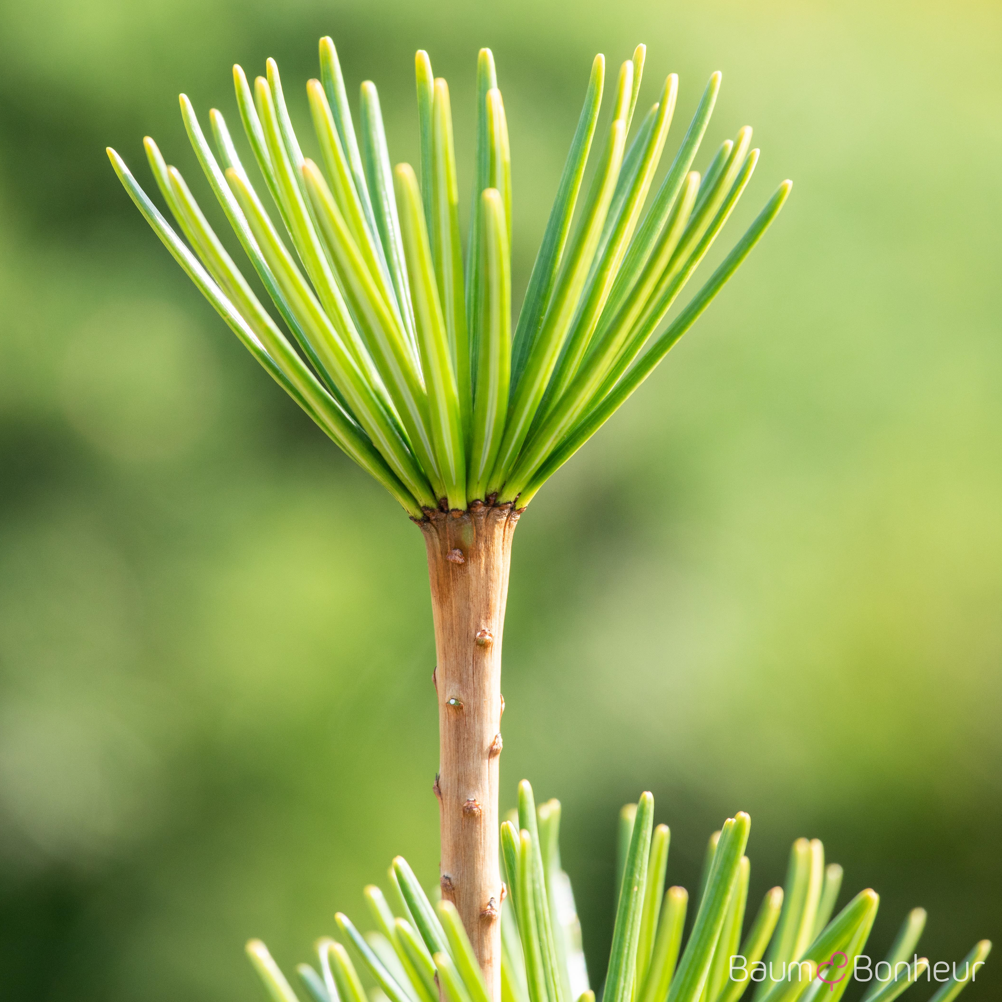 Sciadopitys verticillata