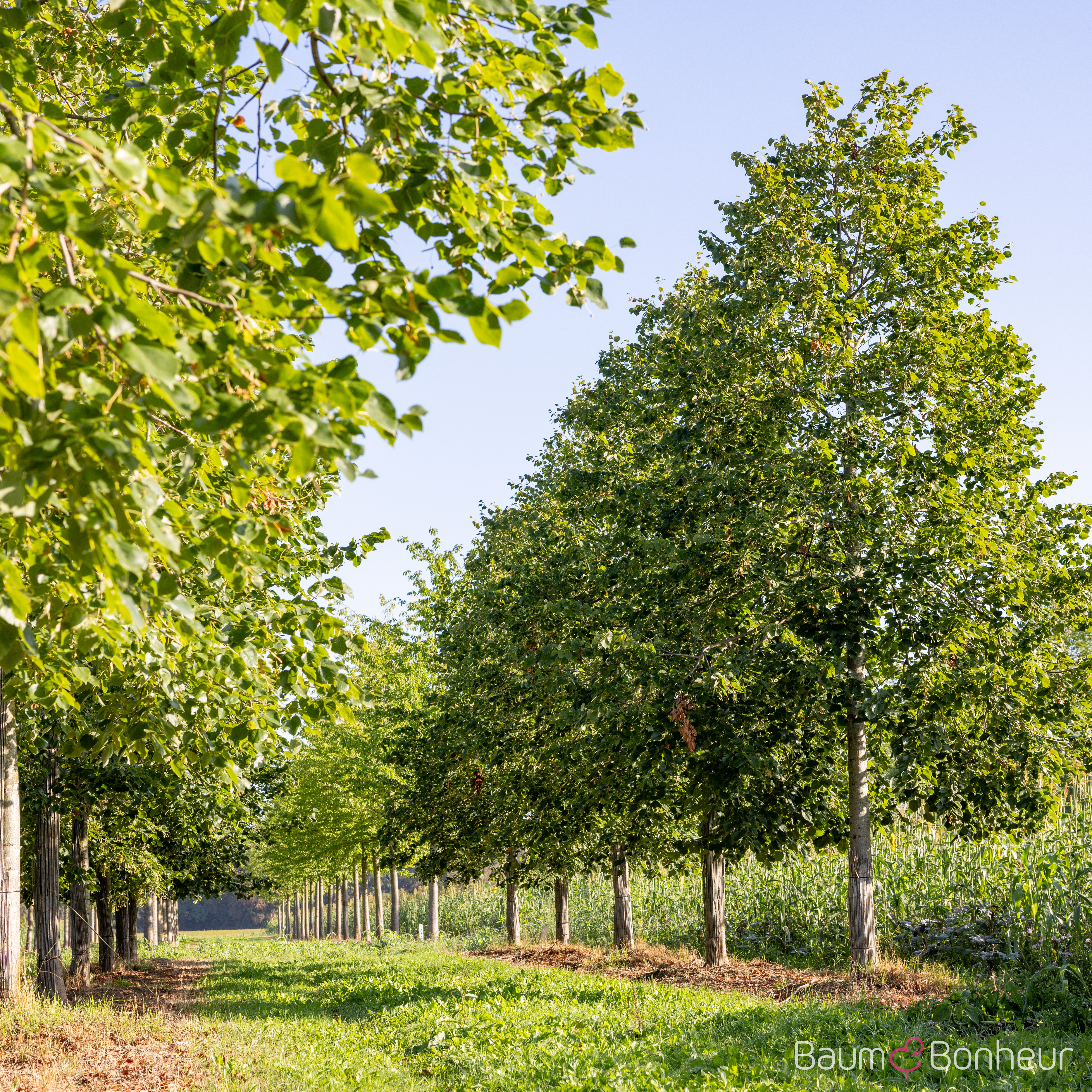 Tilia euchlora