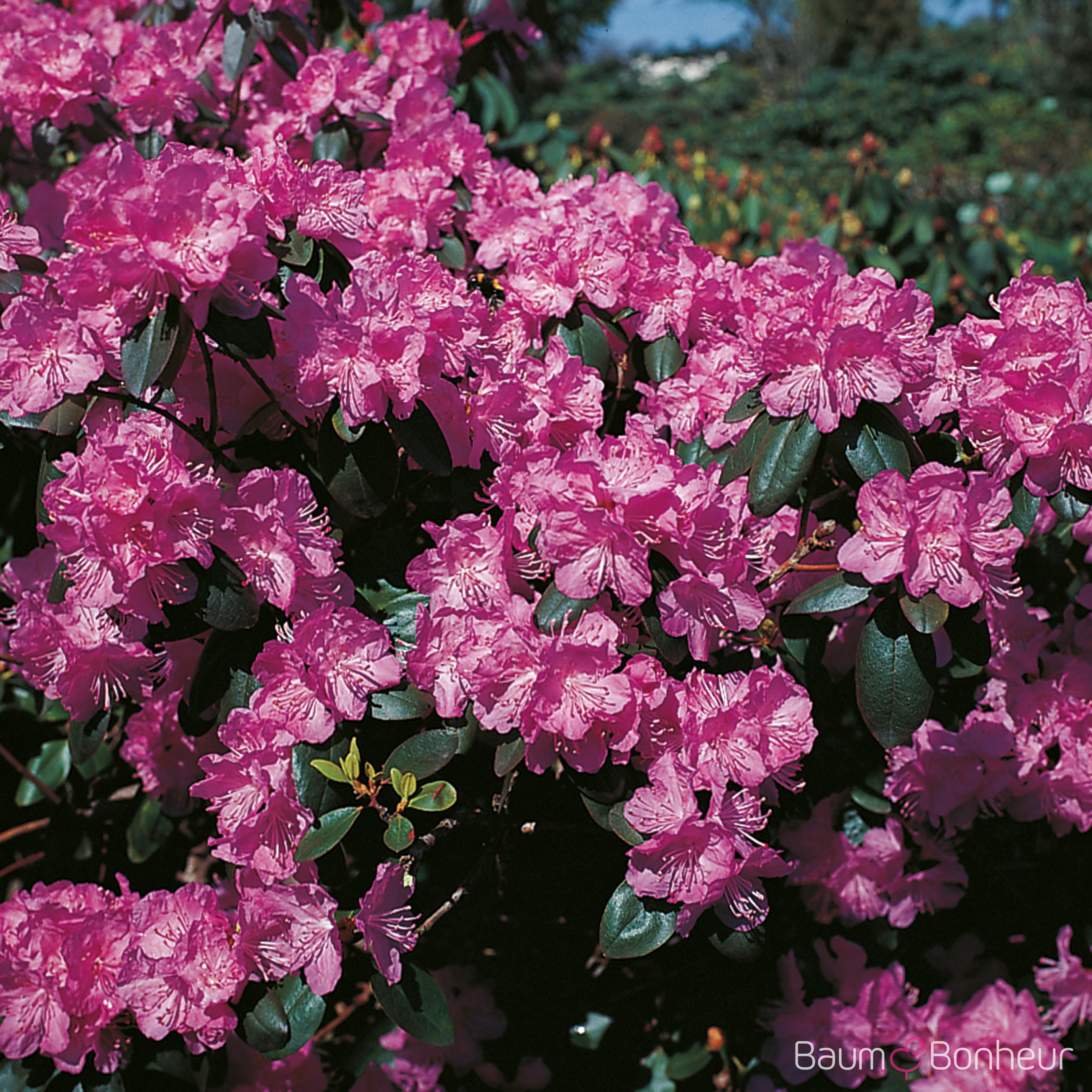 Rhododendron carolinianum 'P.J. Mezitt'