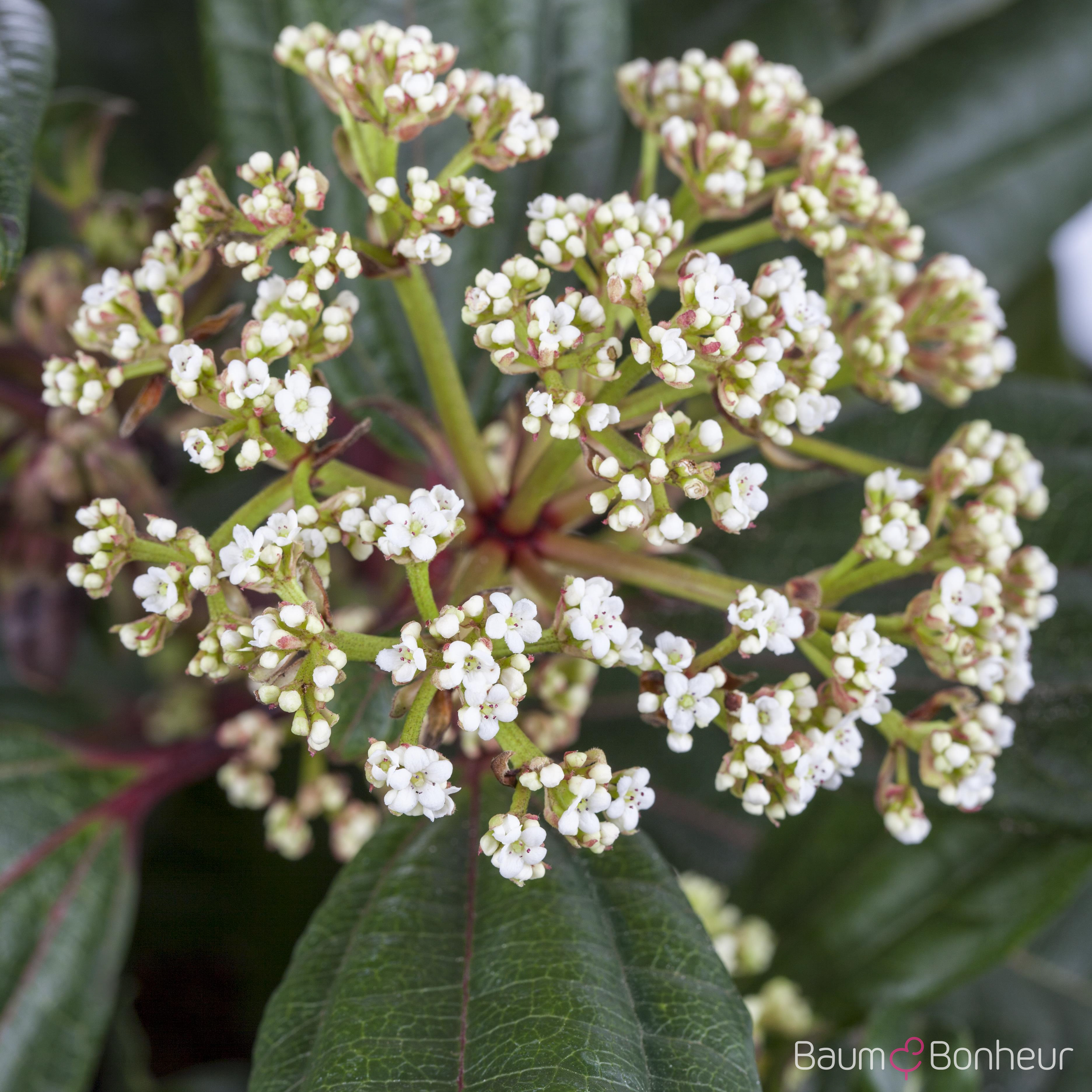 Viburnum davidii