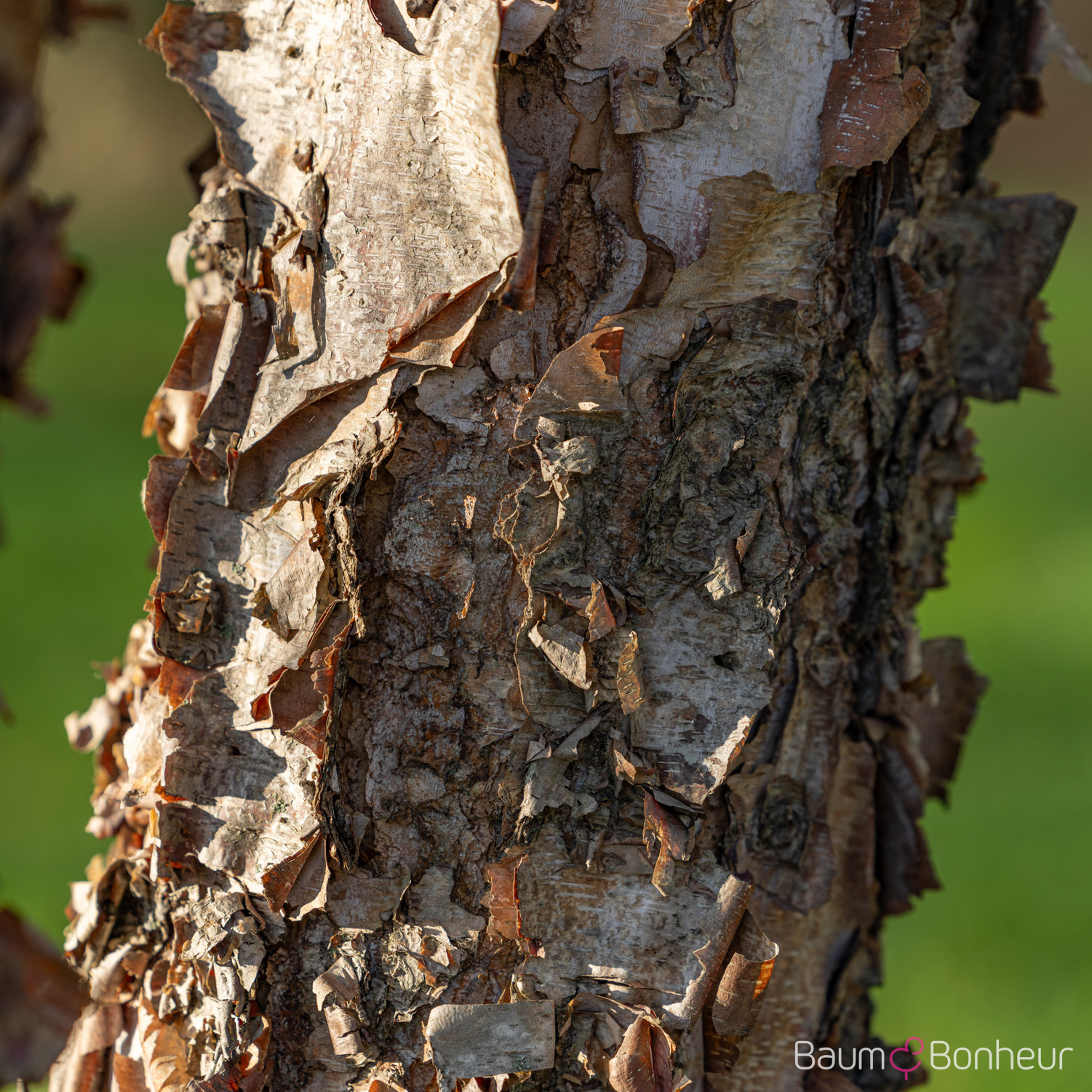 Betula nigra 'Heritage'
