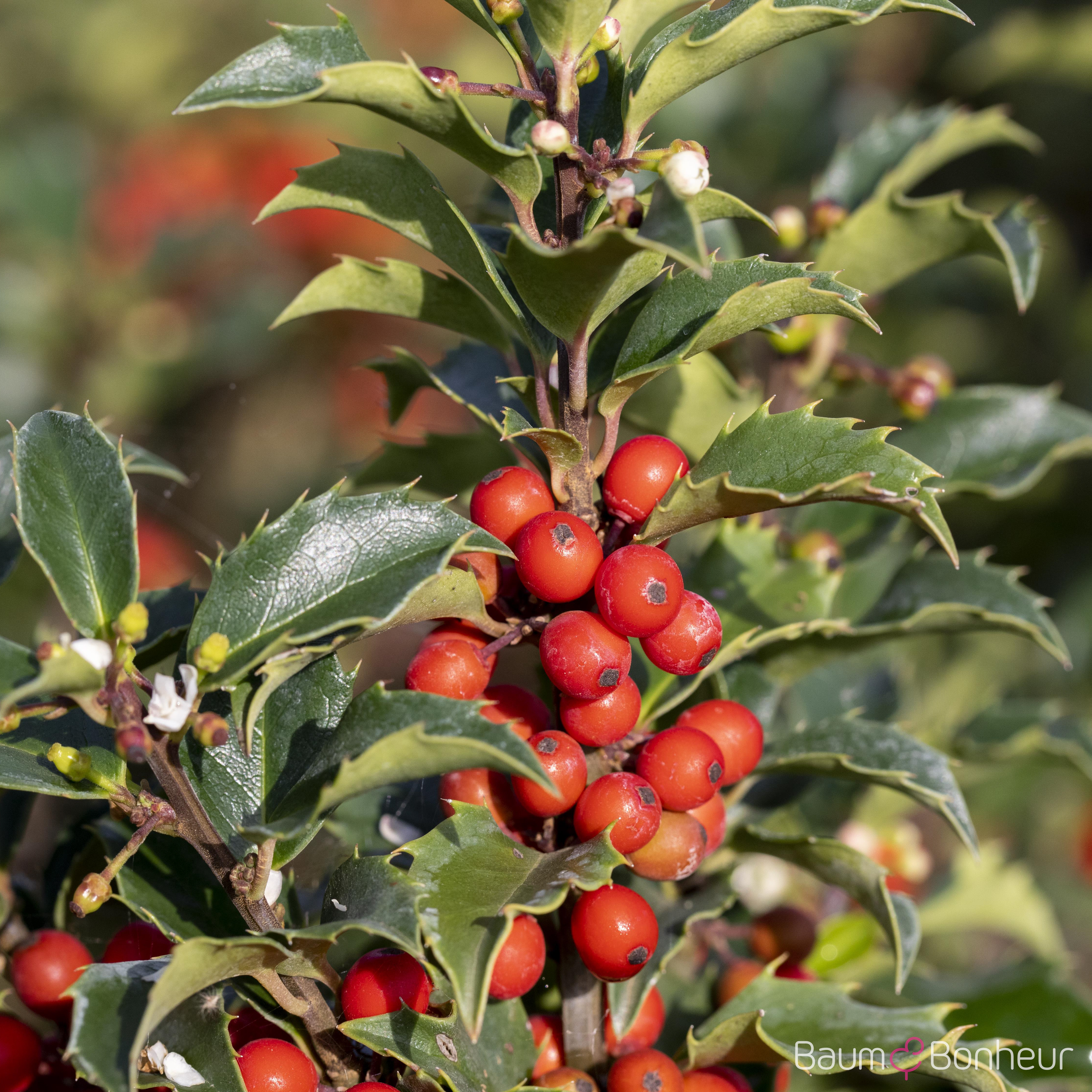 Ilex meserveae 'Heckenstar'®