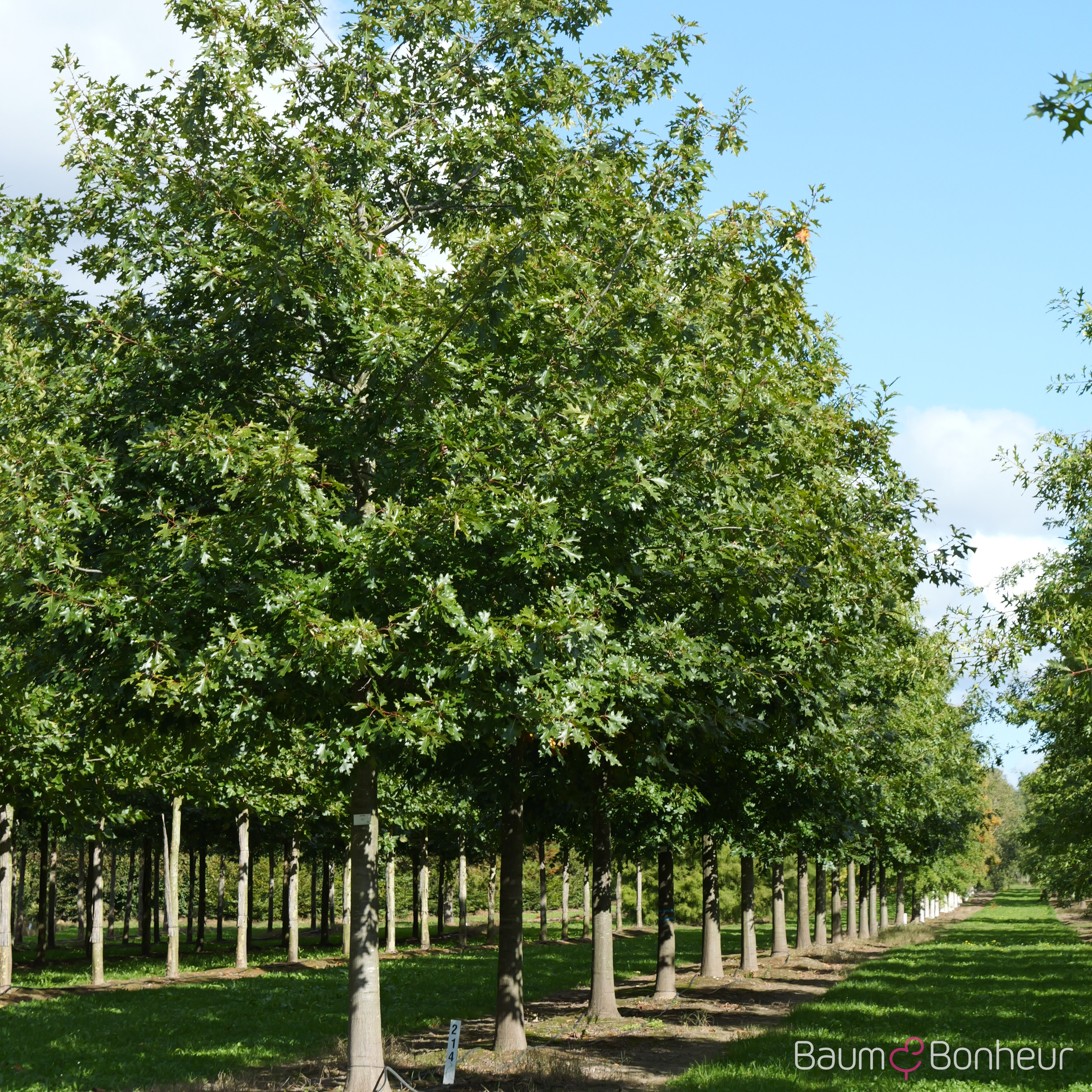 Quercus rubra