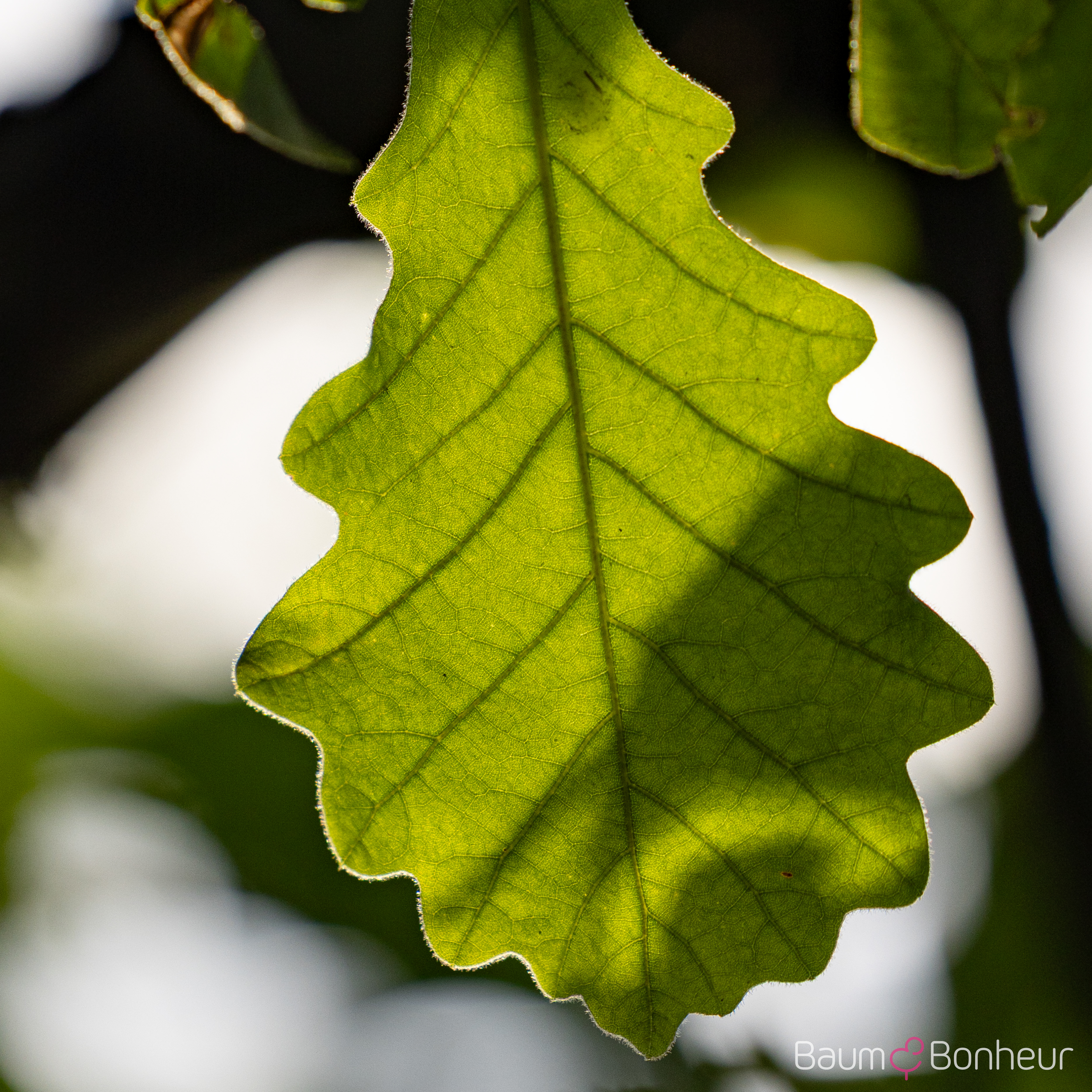 Quercus bicolor