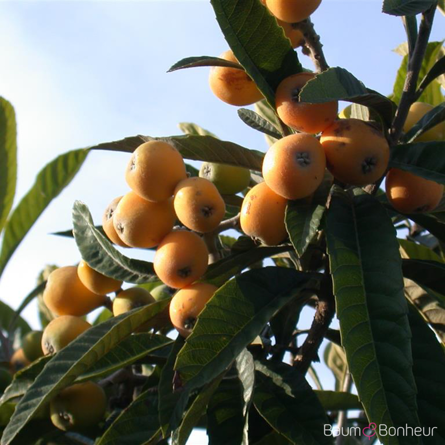 Eriobotrya japonica