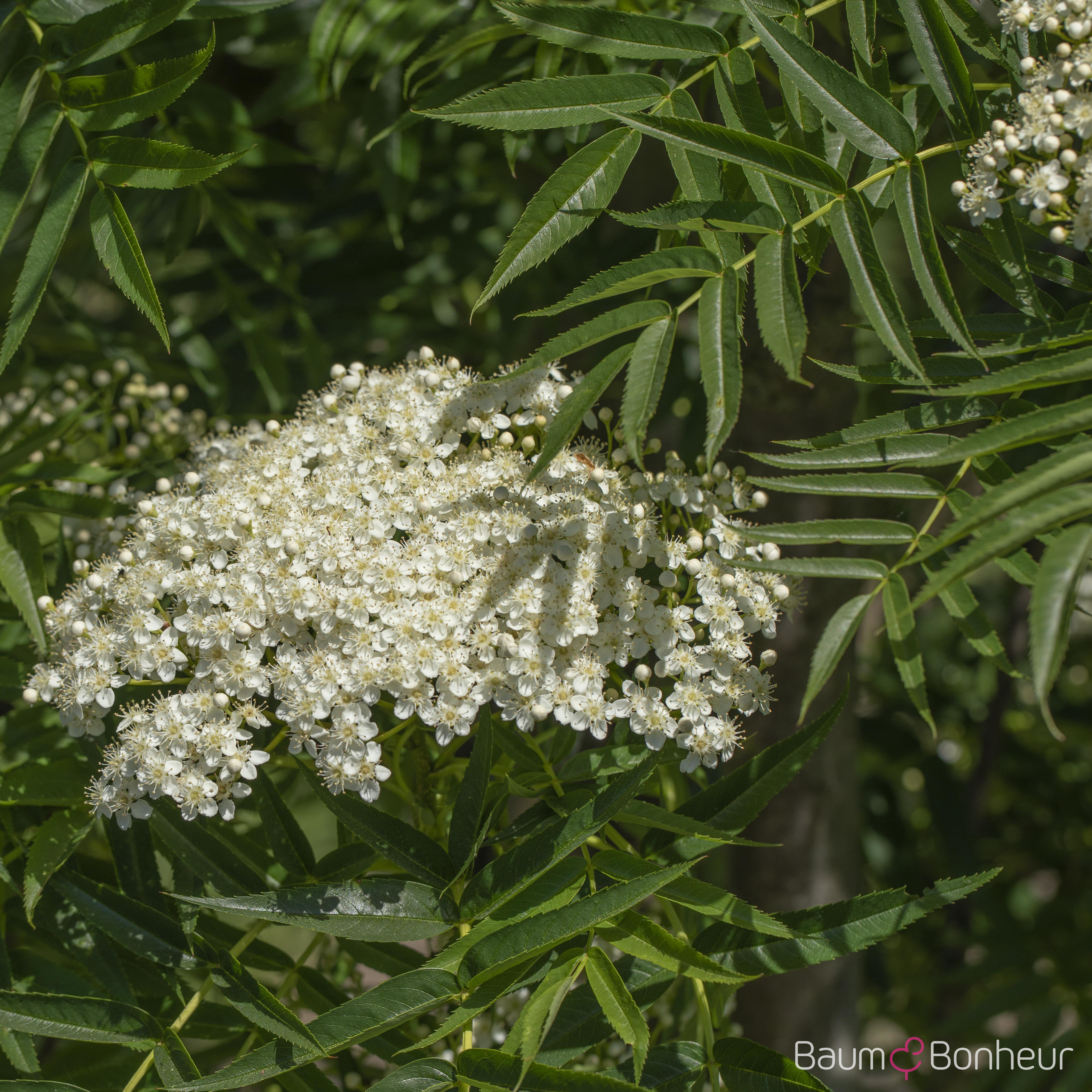 Sorbus 'Dodong'