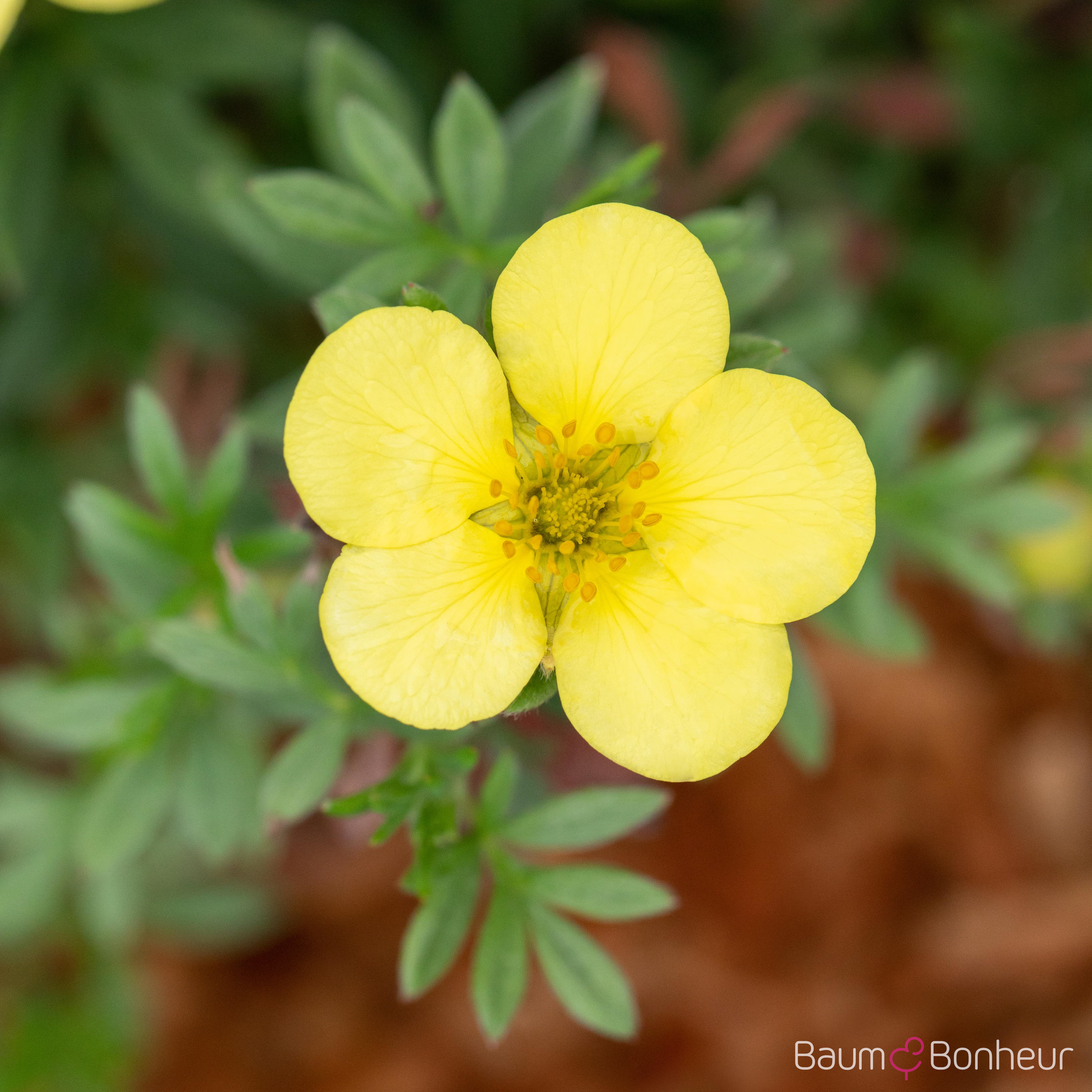 Potentilla fruticosa 'Kobold'