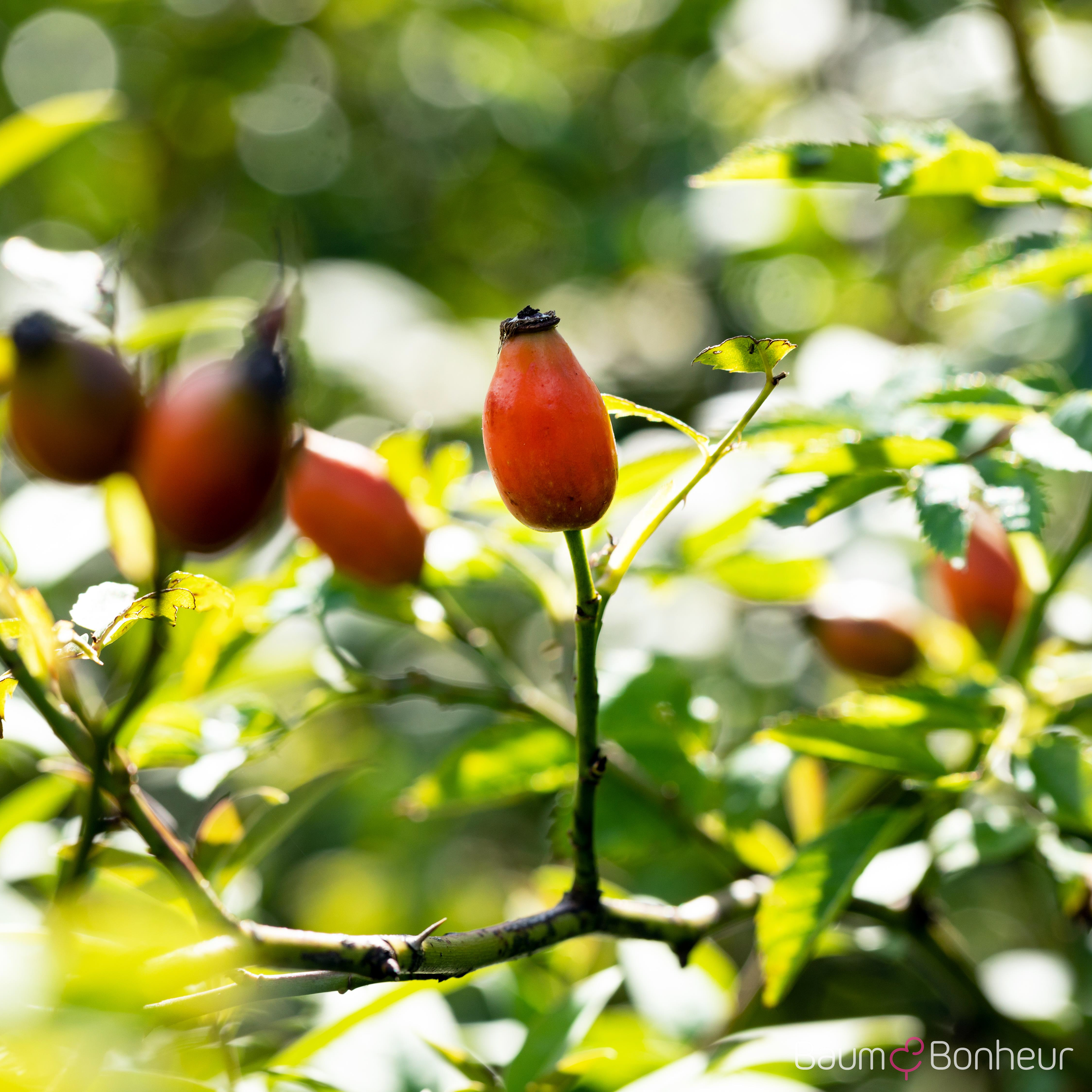 Rosa canina