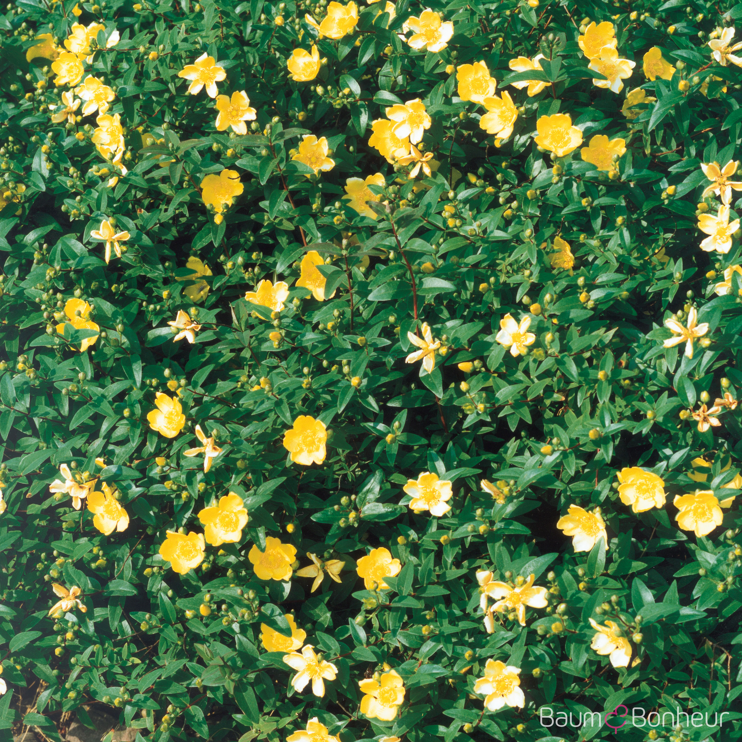 Hypericum calycinum