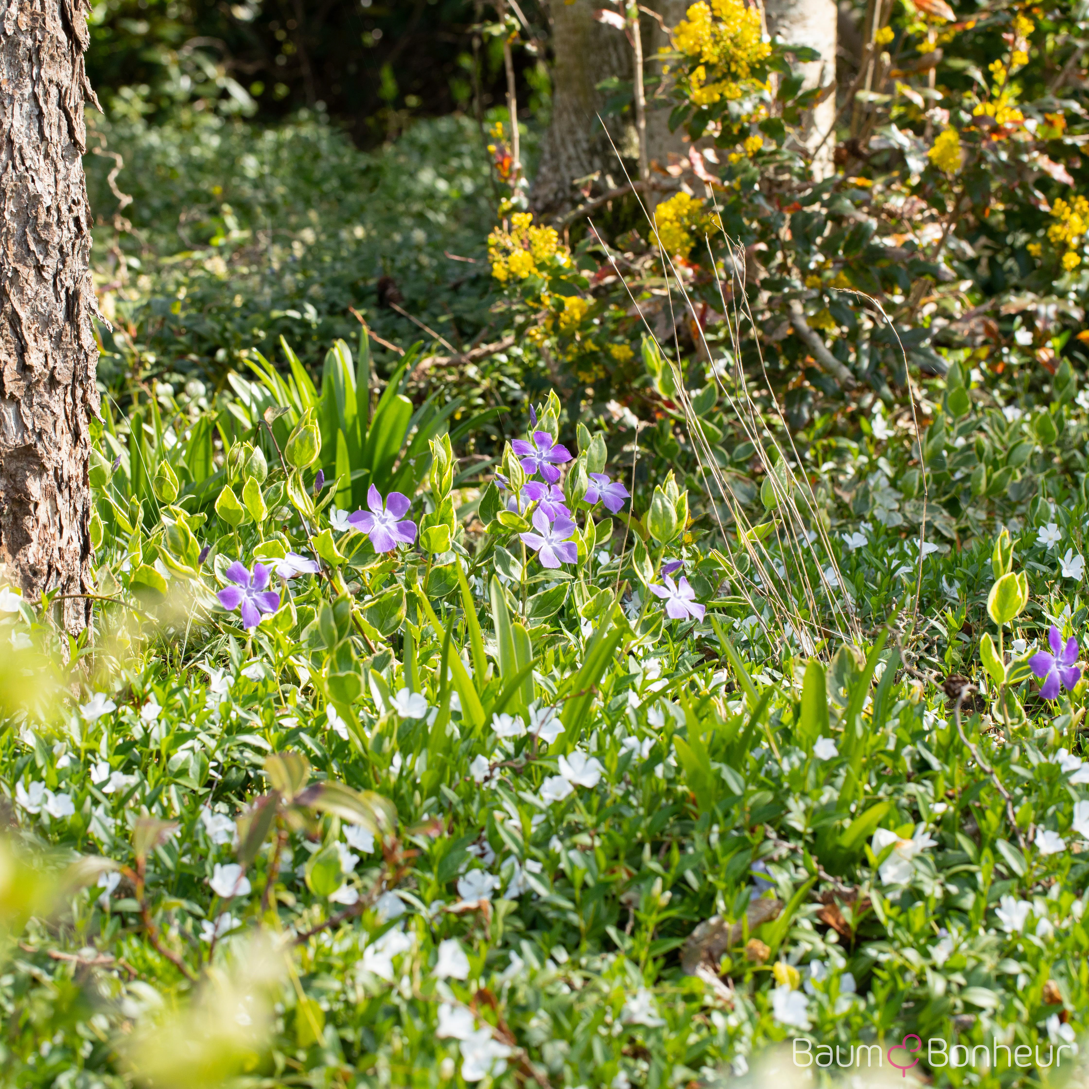 Vinca major
