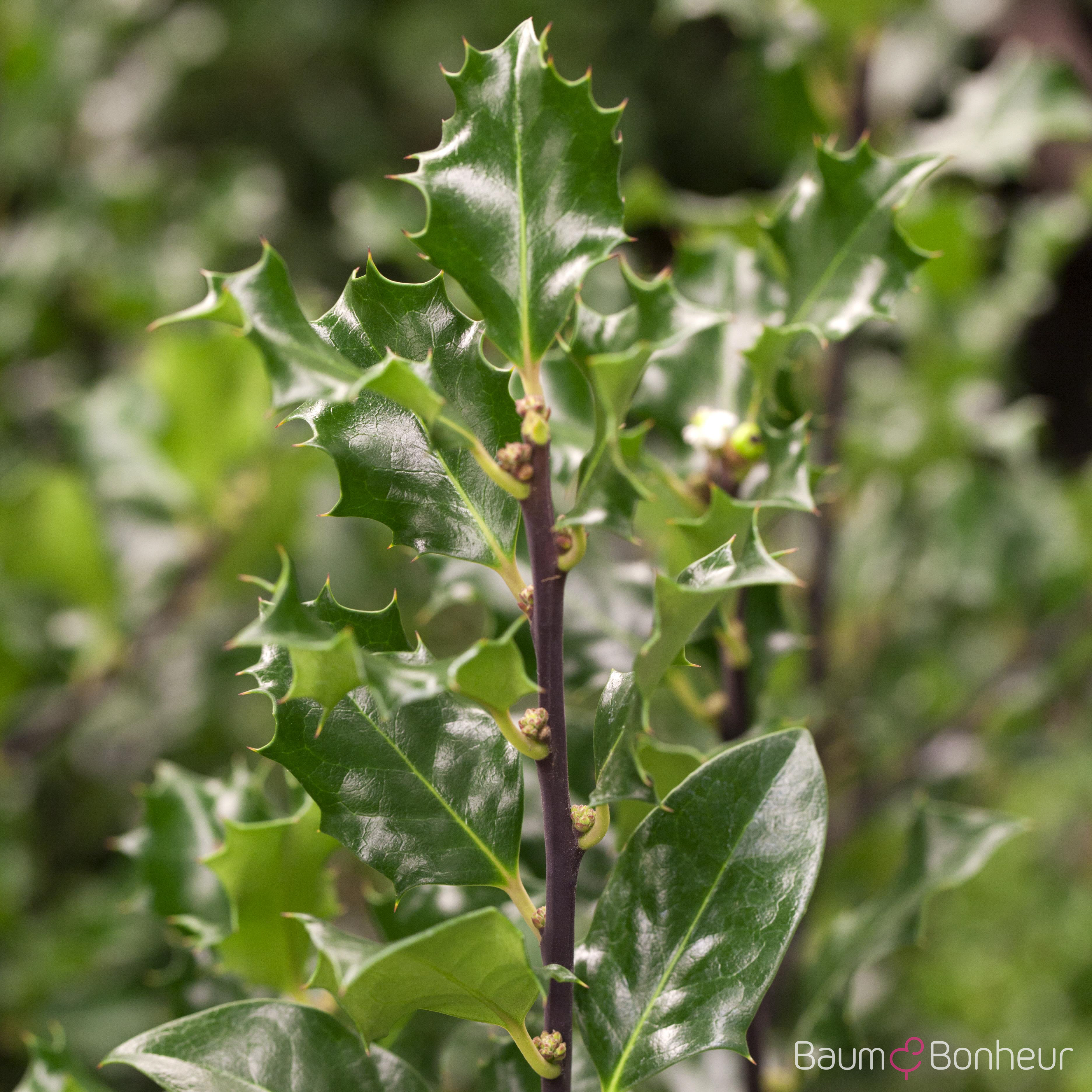 Ilex meserveae 'Blue Angel' -R-