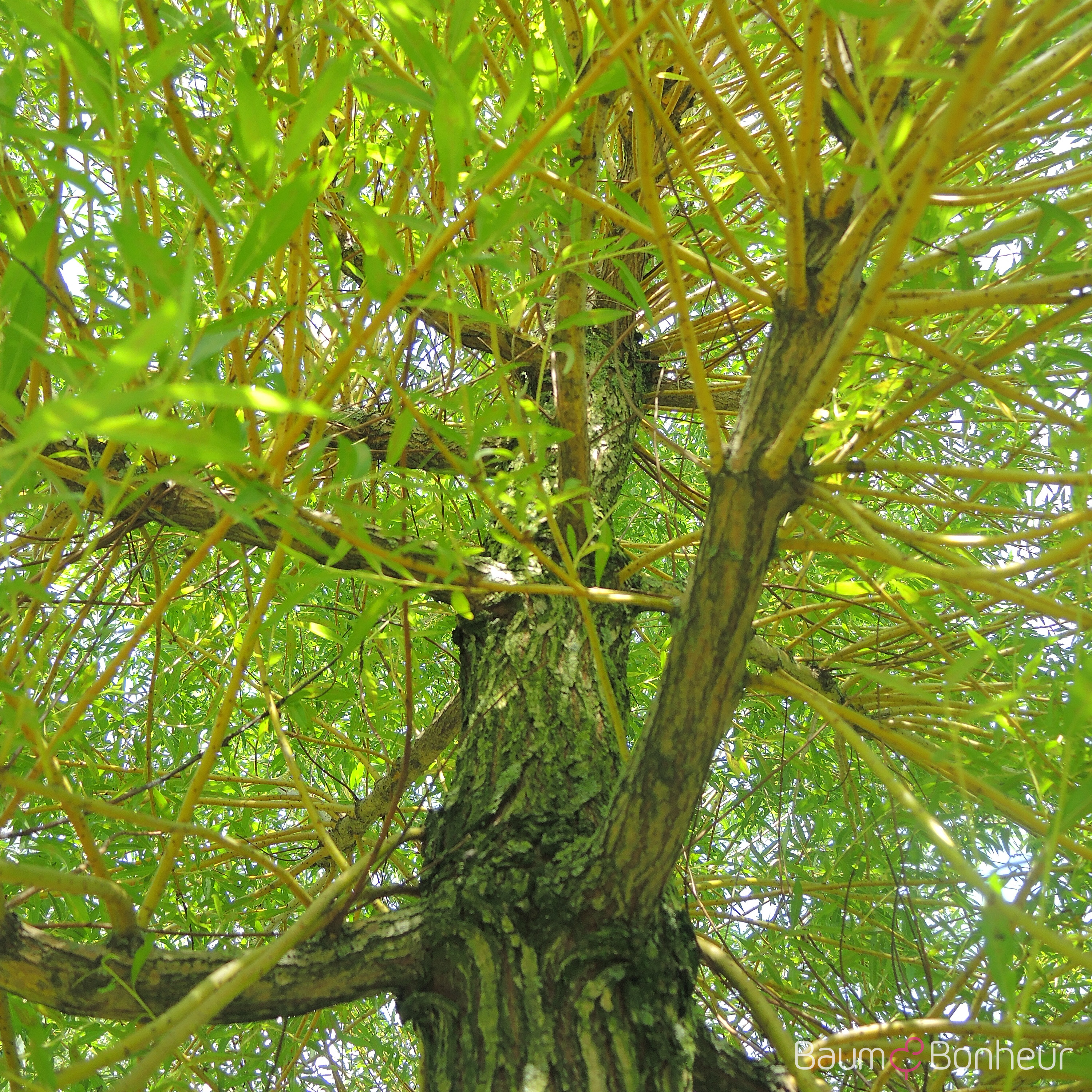 Salix alba 'Chermesina'