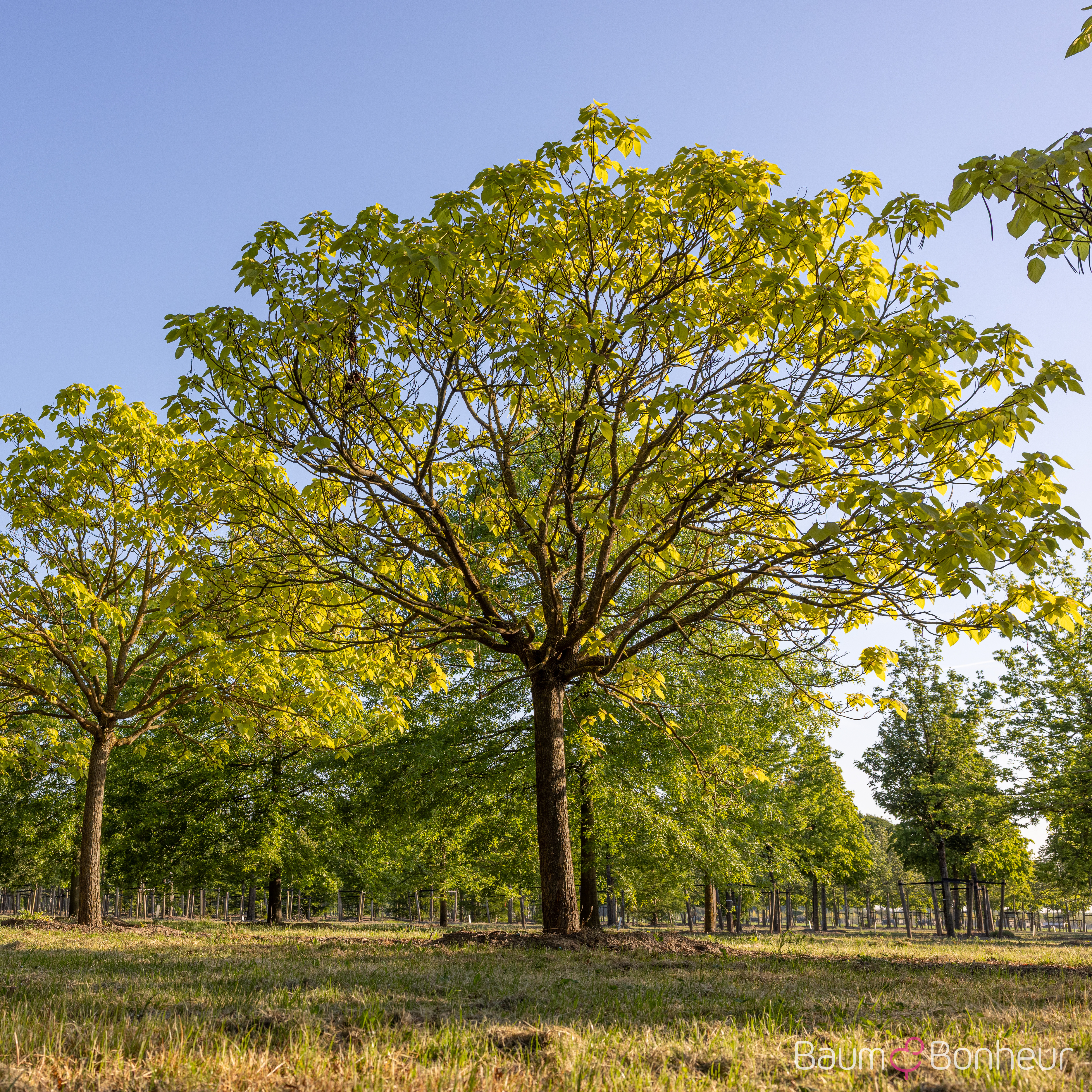 Catalpa bignonioides 'Aurea'