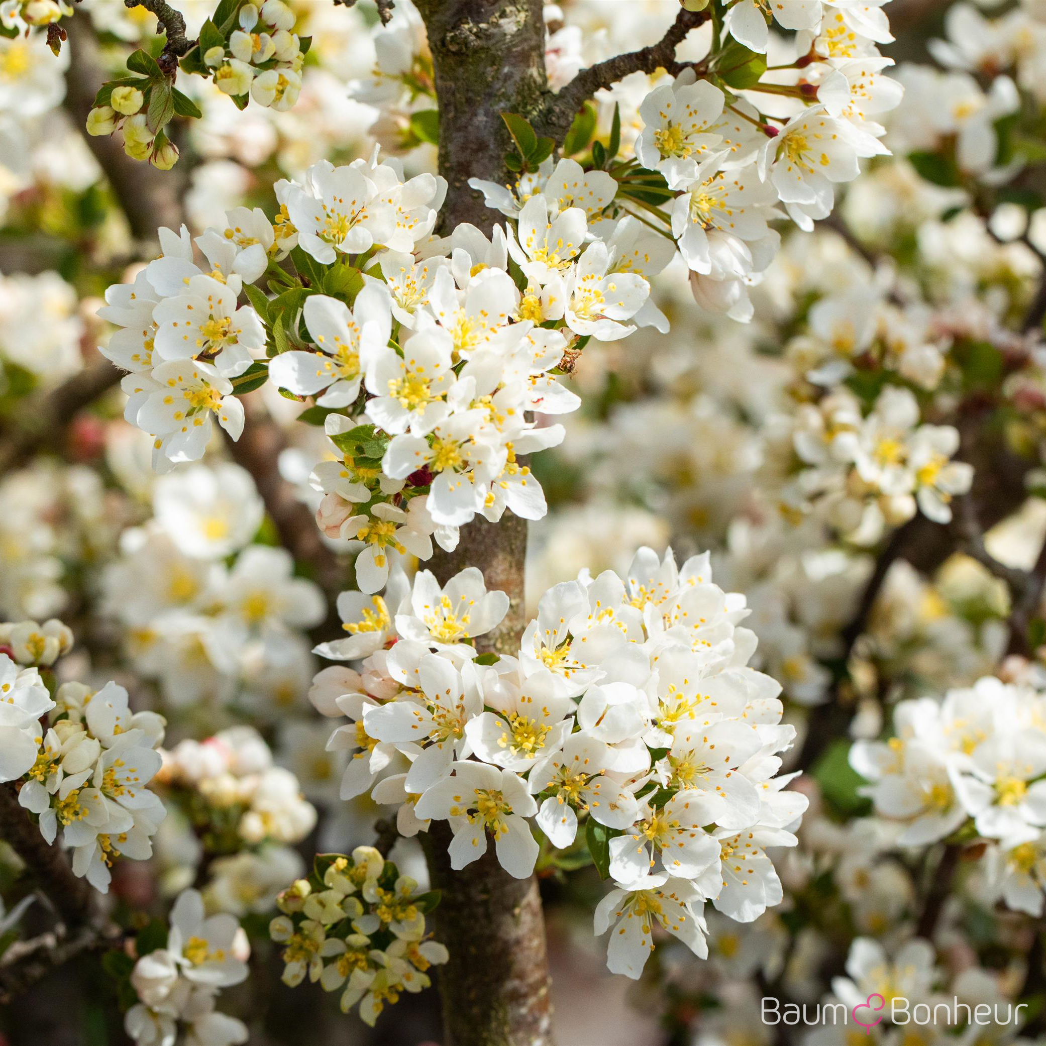 Malus 'Tina'