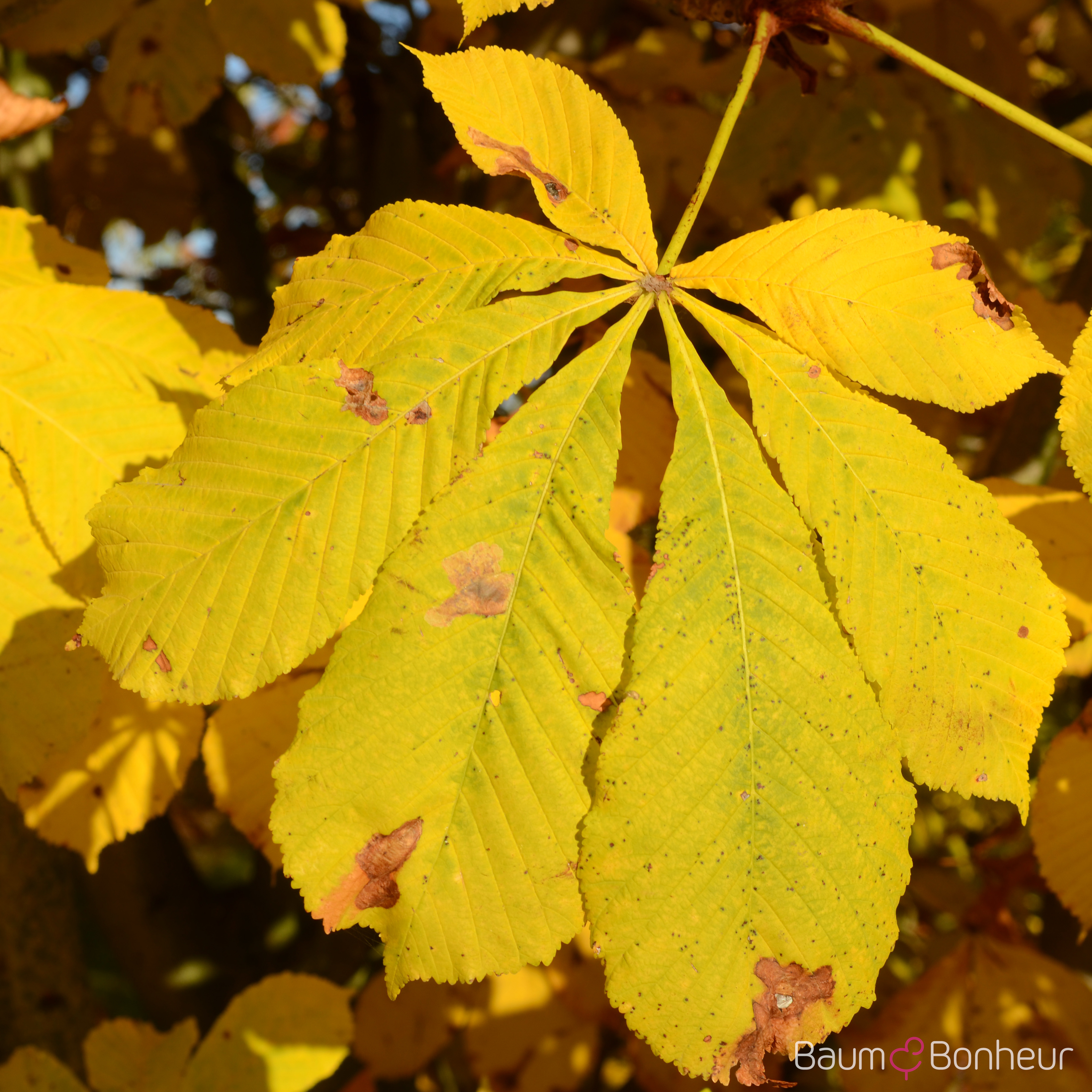 Aesculus hippocastanum