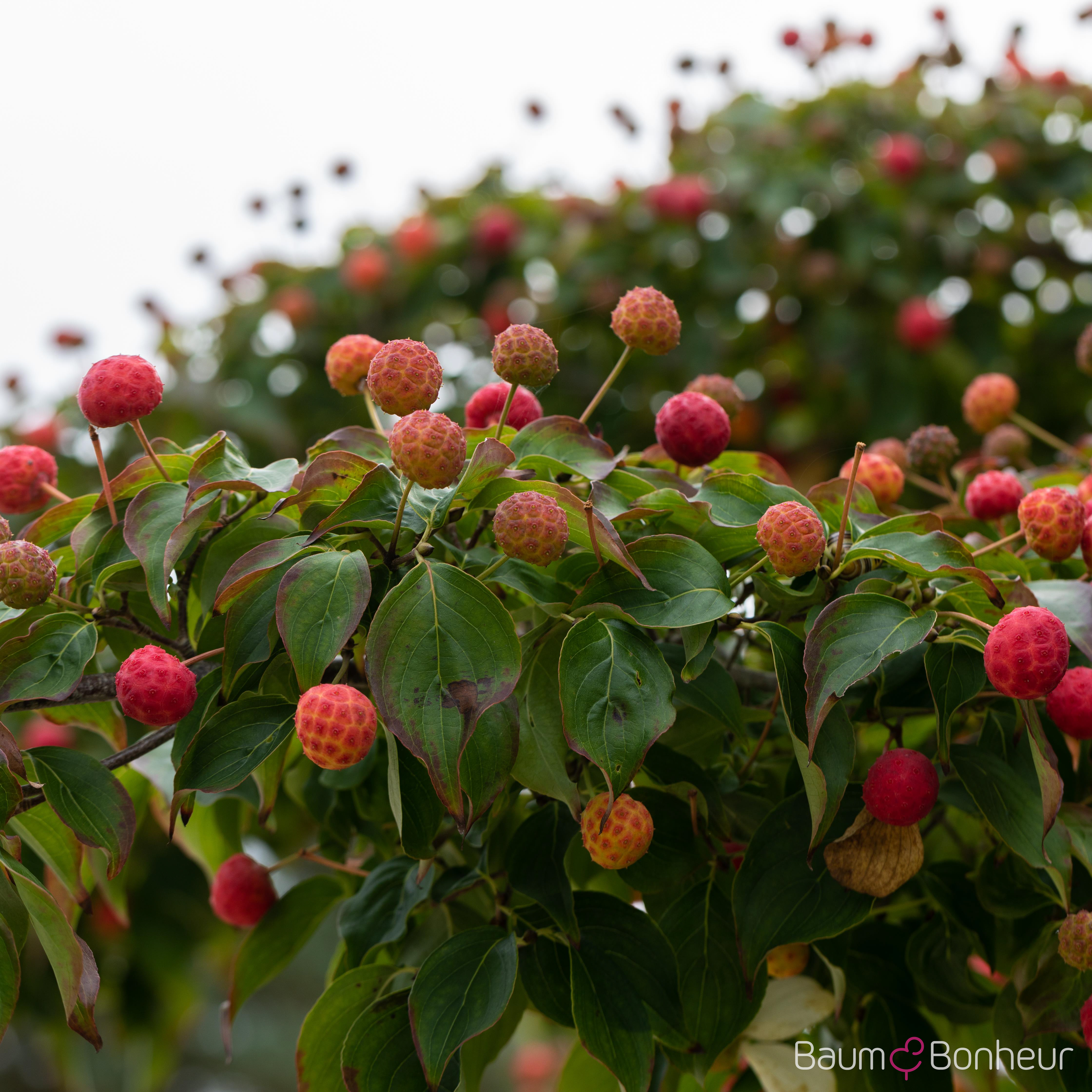 Cornus kousa