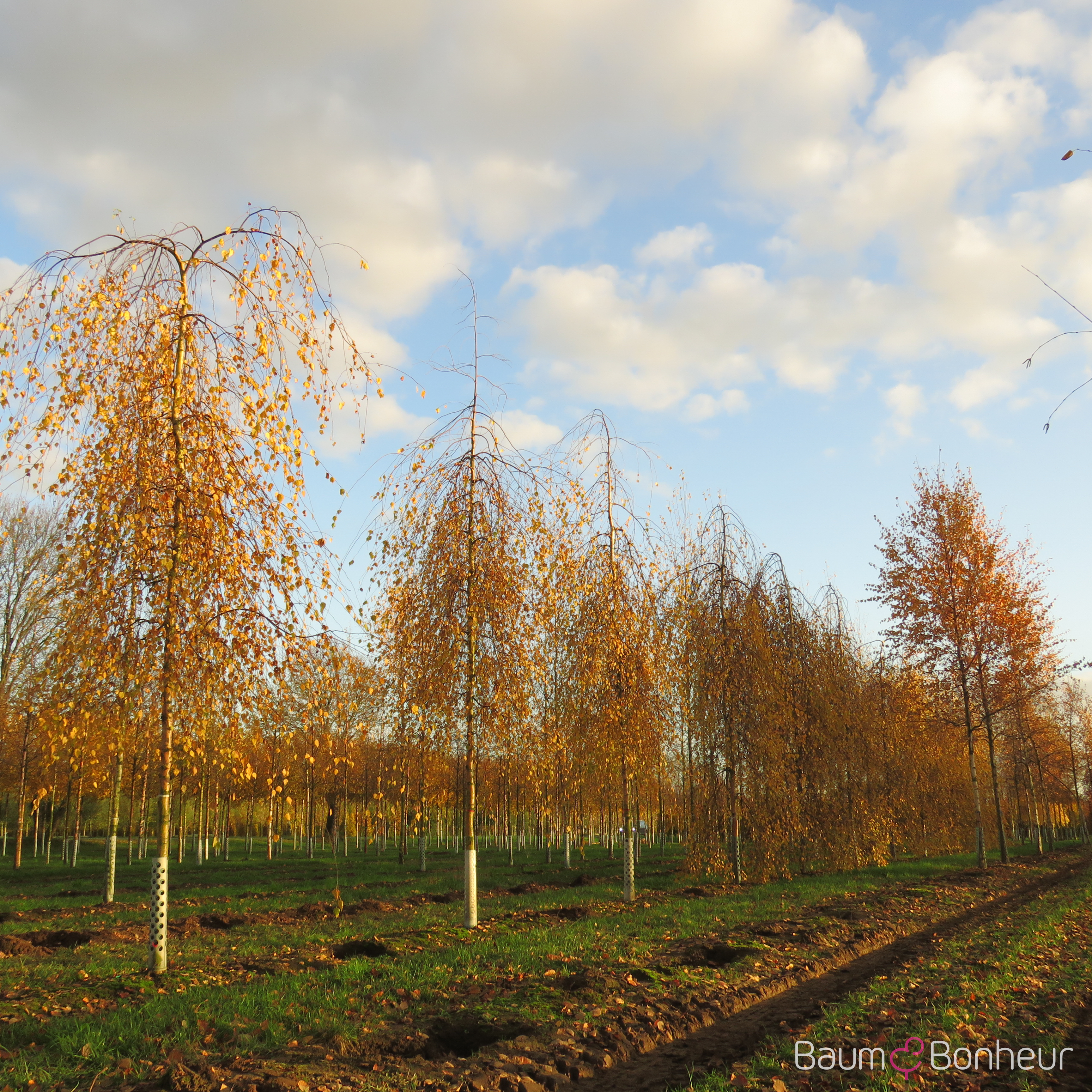 Betula pendula 'Tristis'