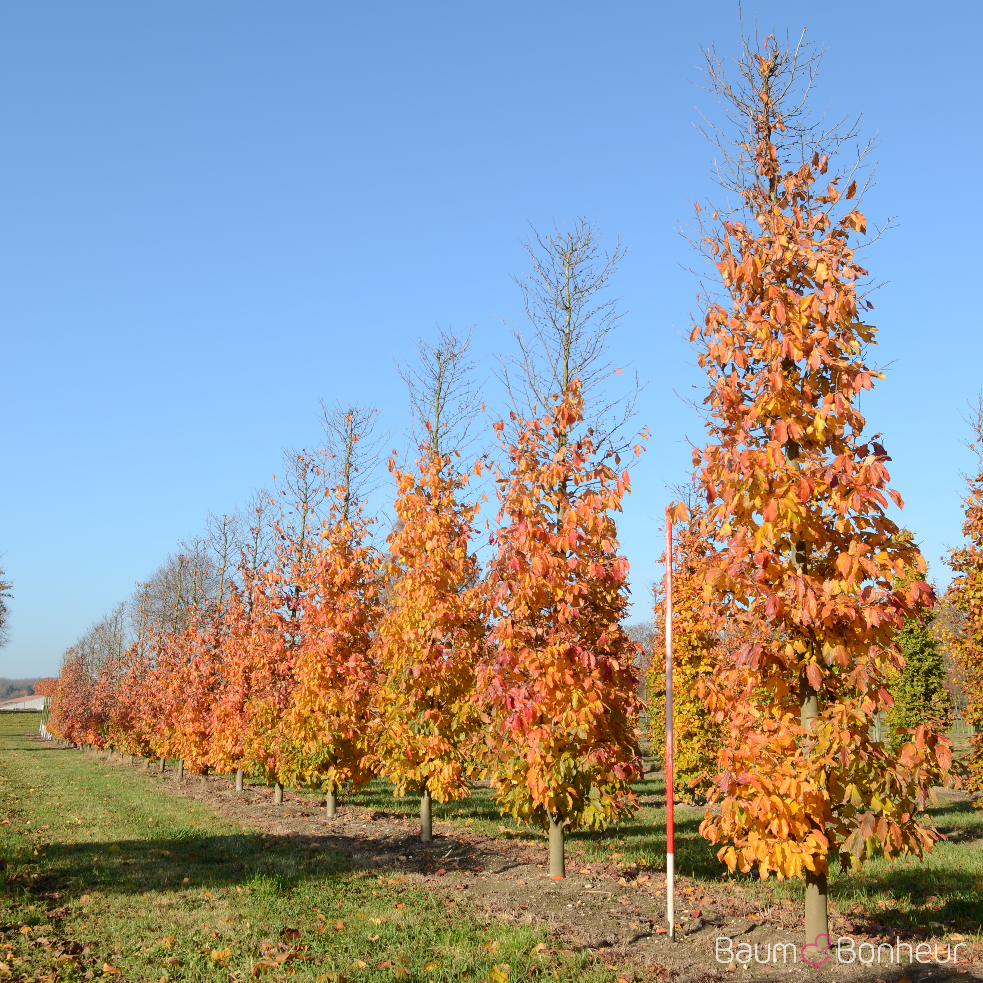 Parrotia persica 'Vanessa'