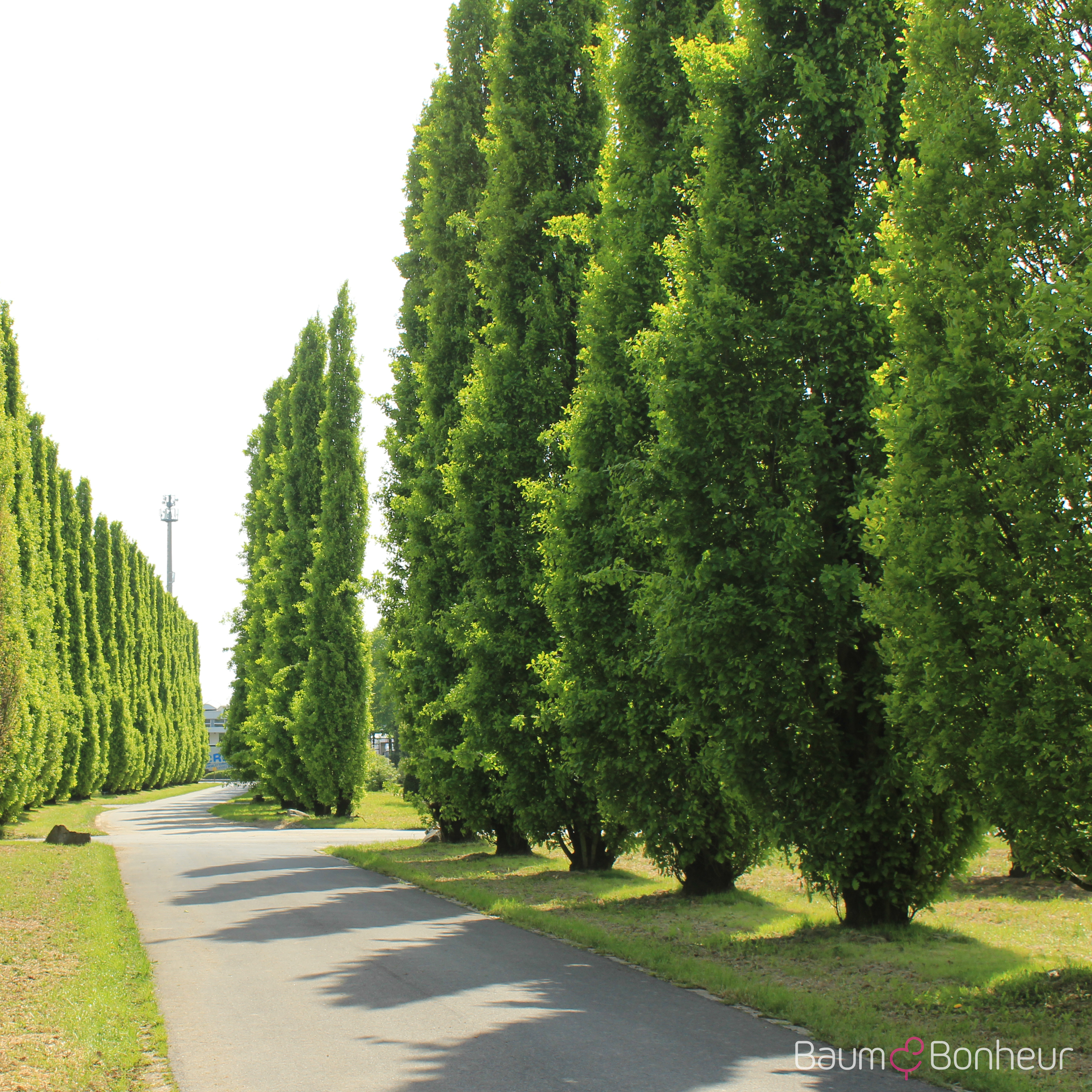 Quercus robur 'Fastigiata Dila'