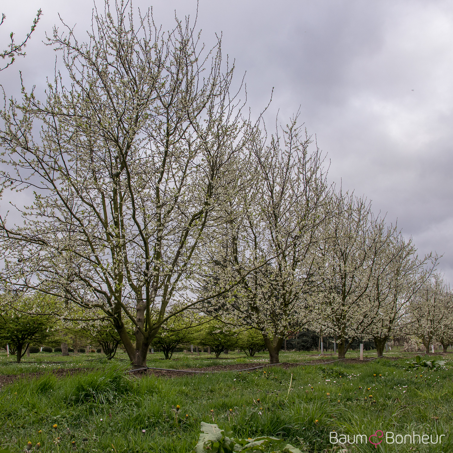 Prunus domestica 'Hauszwetsche'