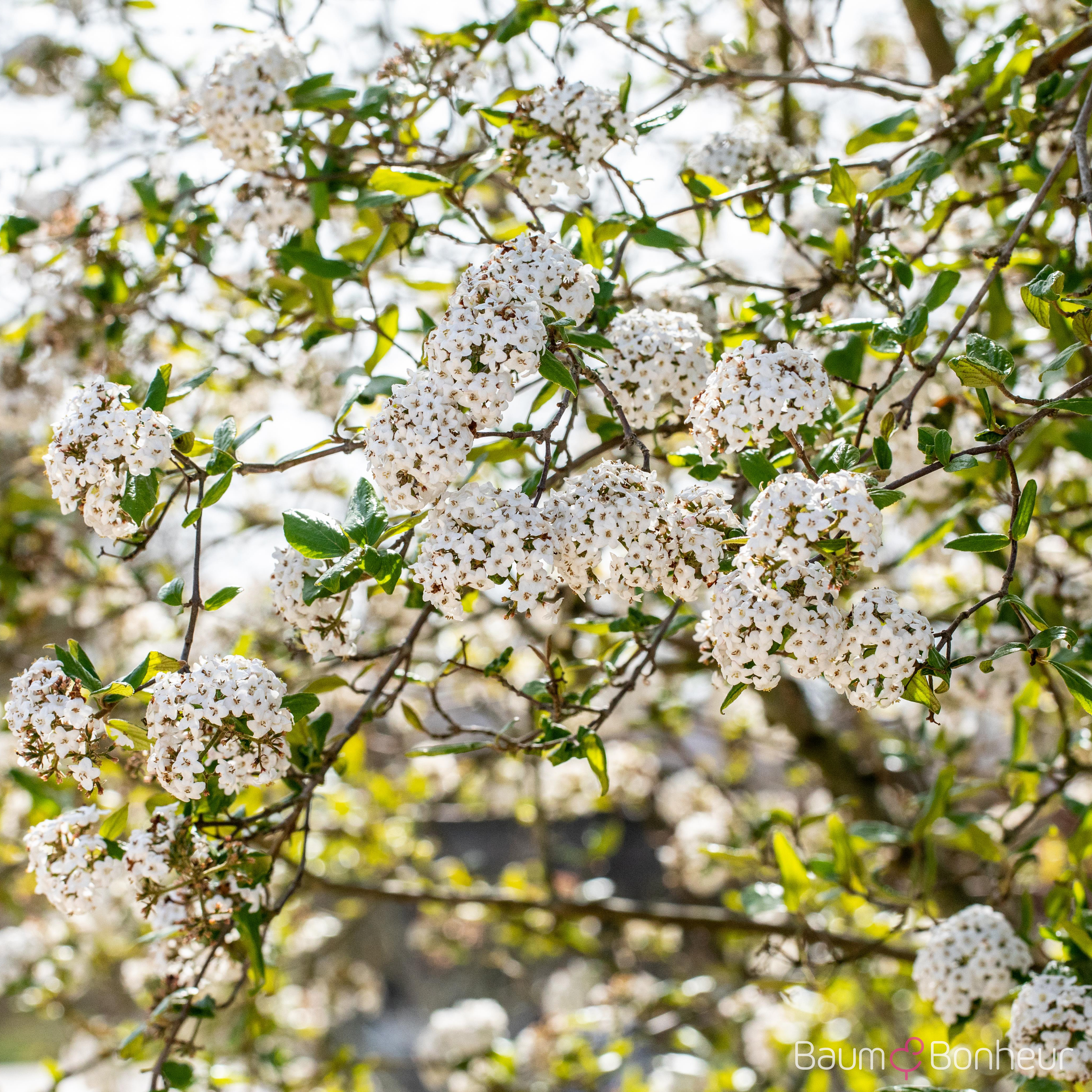 Viburnum burkwoodii