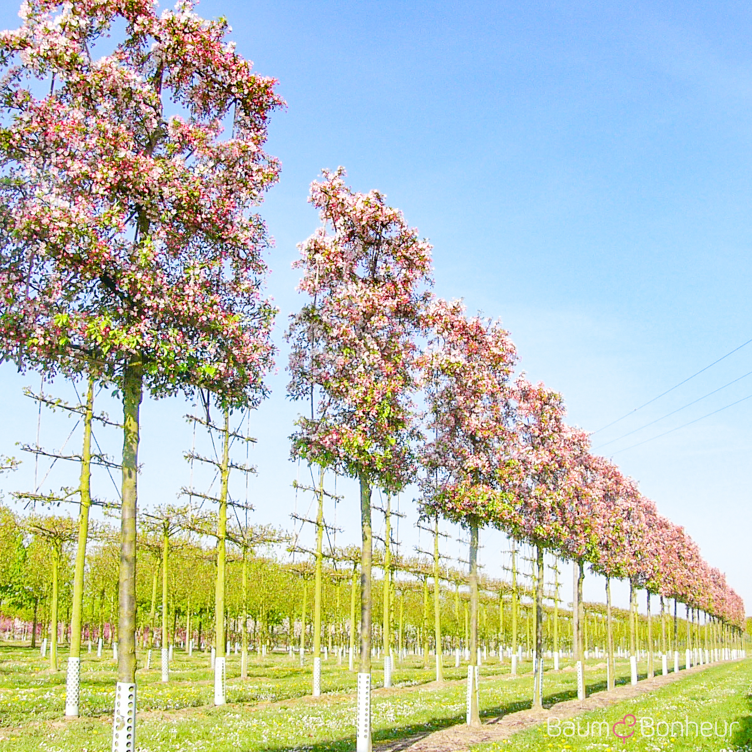 Malus 'Evereste'®