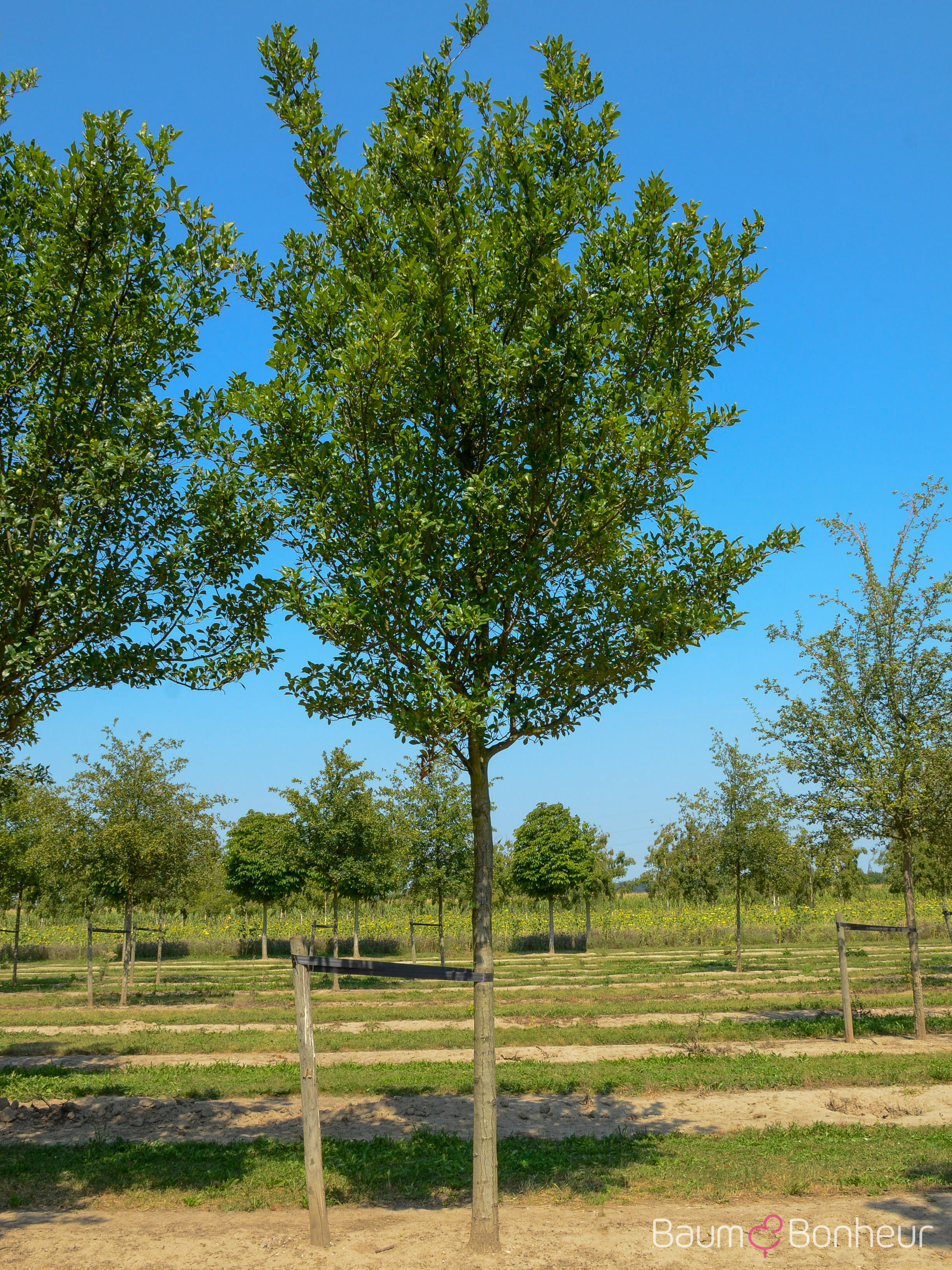 Crataegus lavallei 'Carrierei'