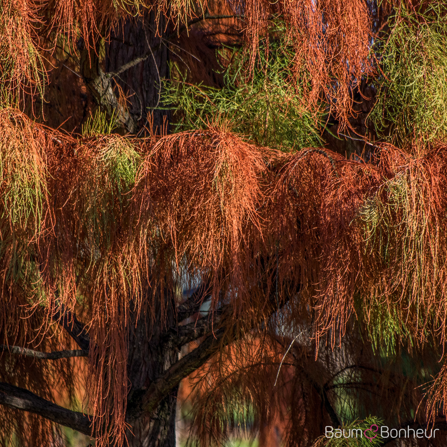 Taxodium distichum 'Nutans'