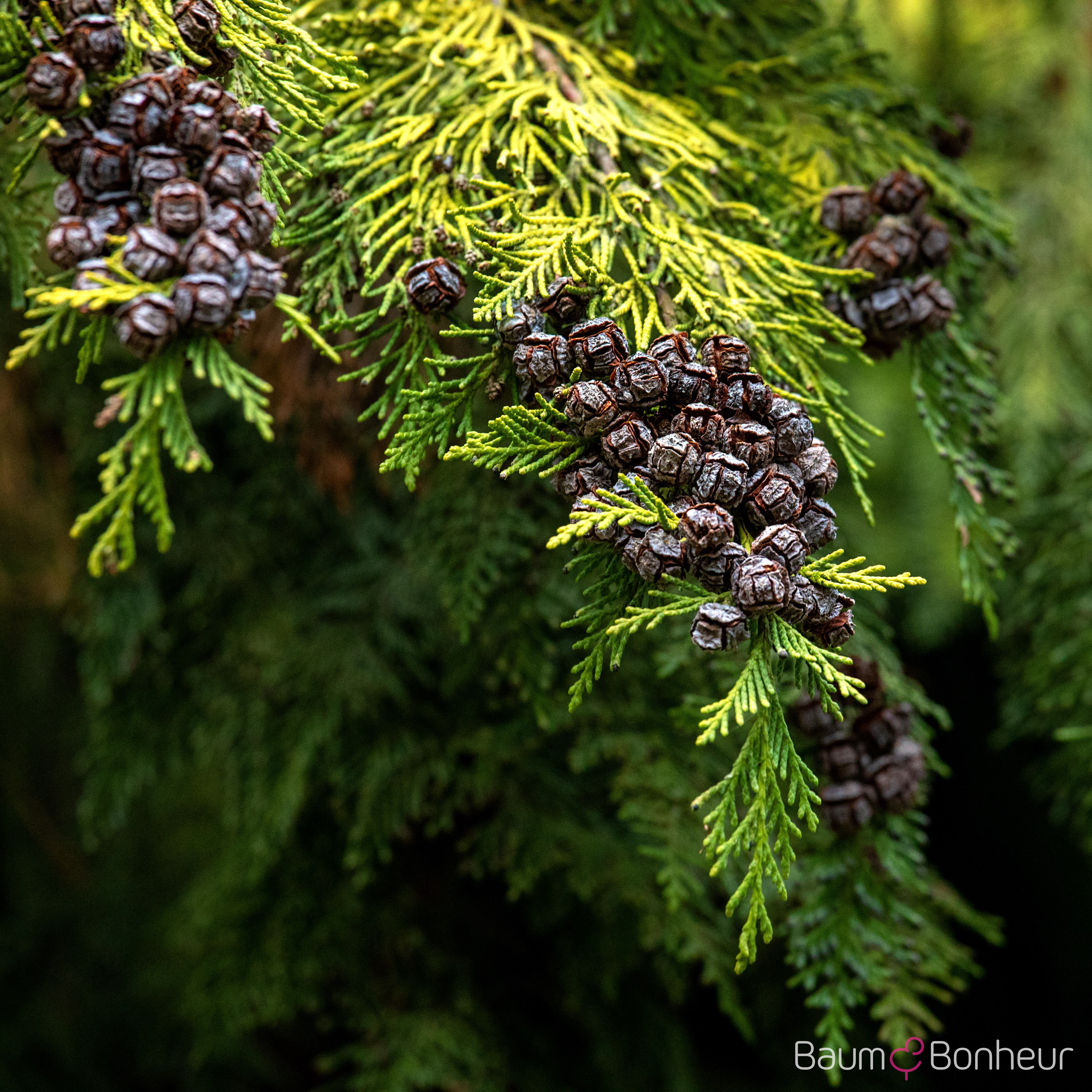 Thuja occidentalis