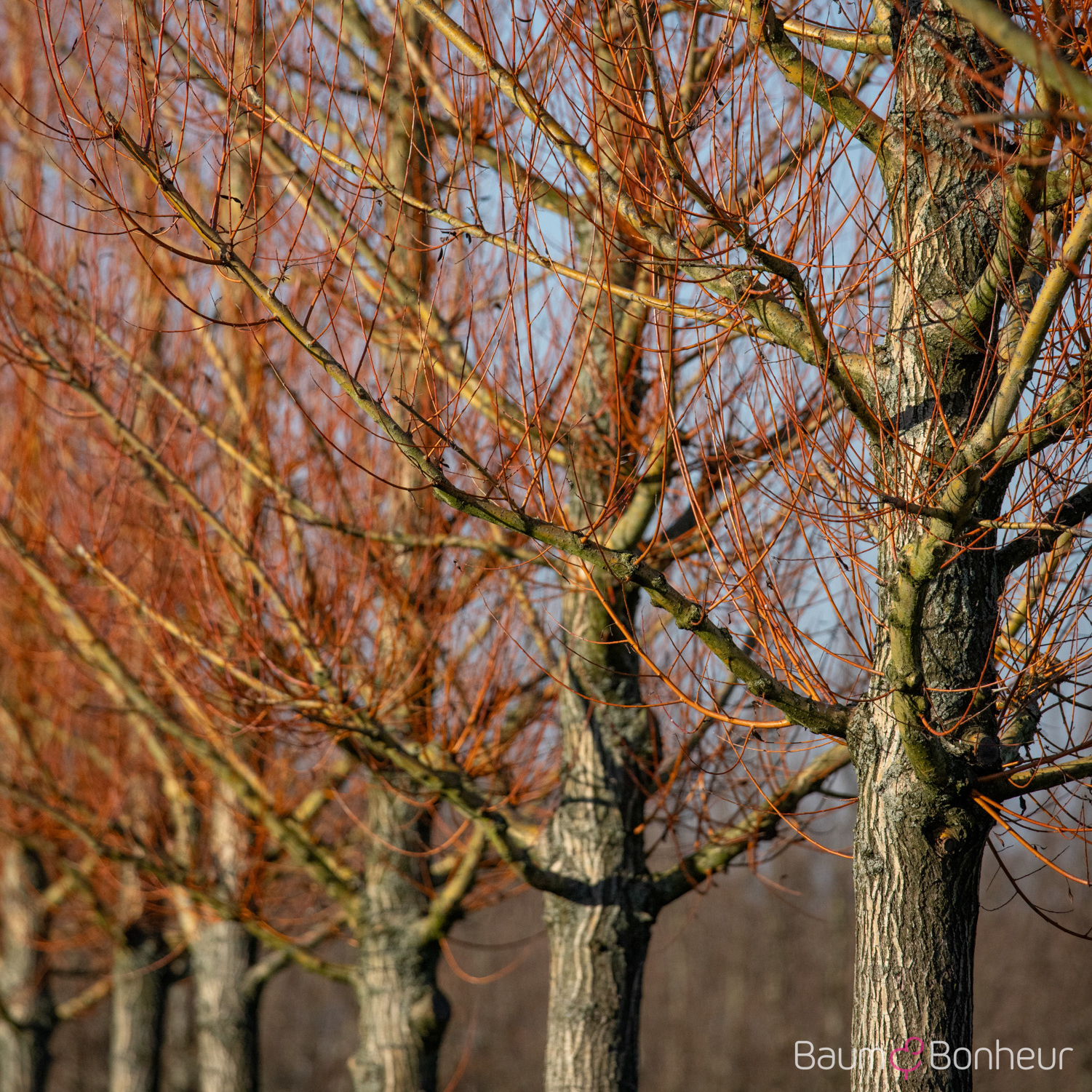 Salix alba 'Chermesina'