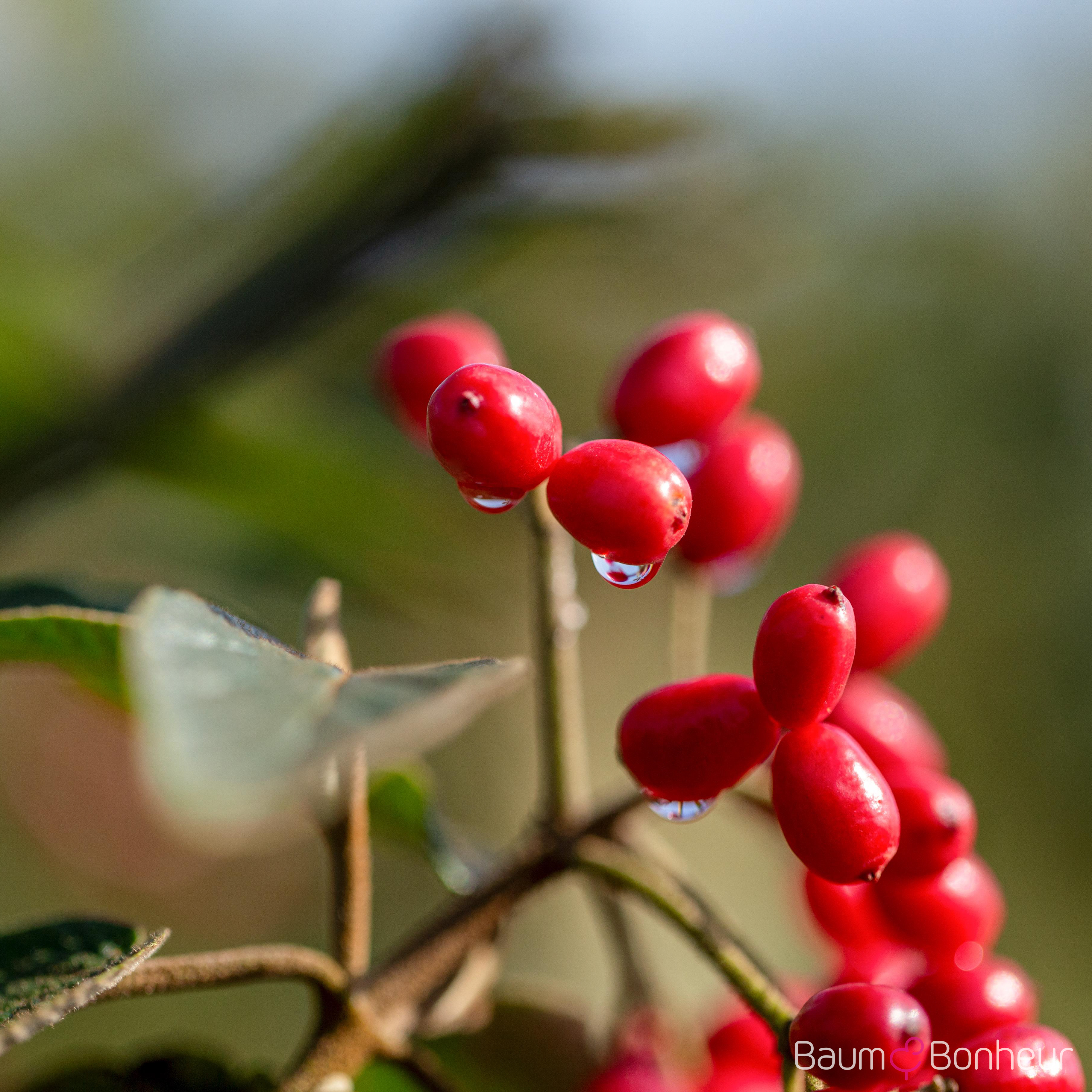 Viburnum rhytidophyllum
